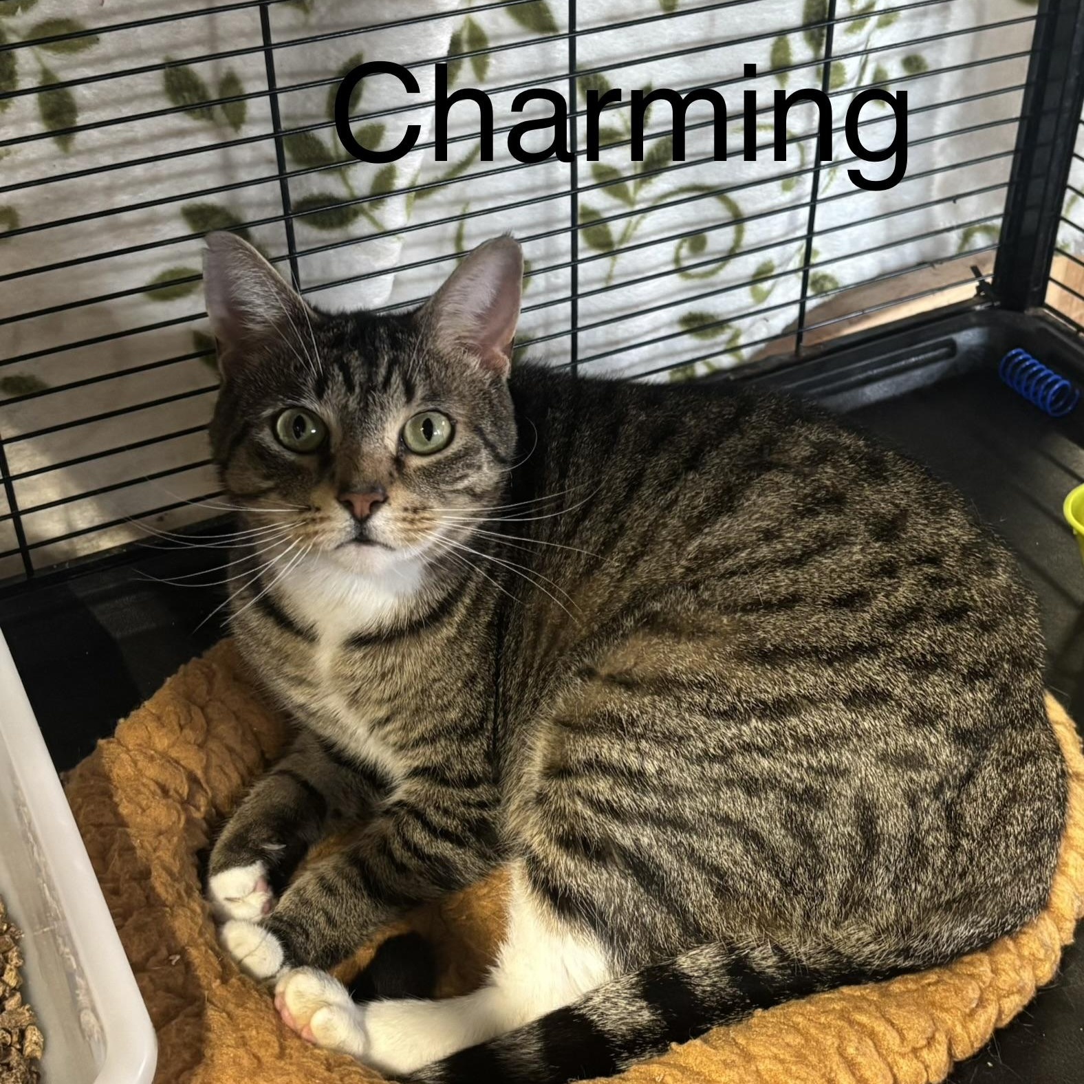 Enlarge Charming, a Adoptable Domestic Short Hair in Cortland, NY image 1/3