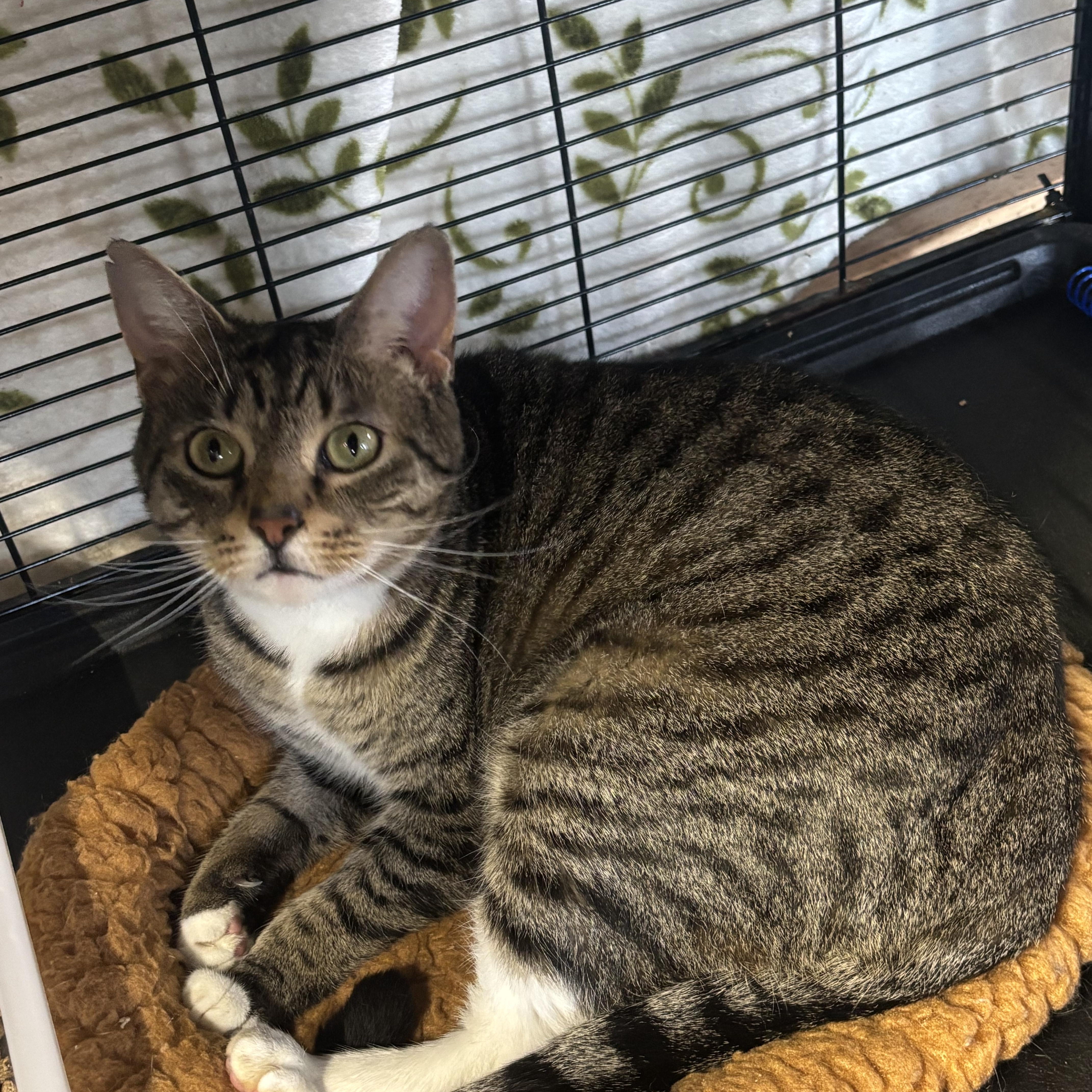 Enlarge Charming, a Adoptable Domestic Short Hair in Cortland, NY image 2/3