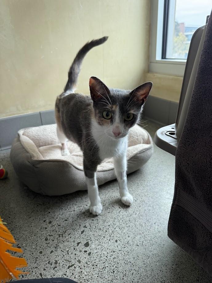 Enlarge Xanthia, an adoptable Domestic Short Hair in Berkeley, CA image 3/6