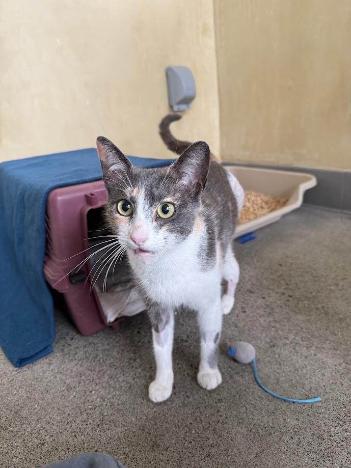 Enlarge Xanthia, an adoptable Domestic Short Hair in Berkeley, CA image 4/6