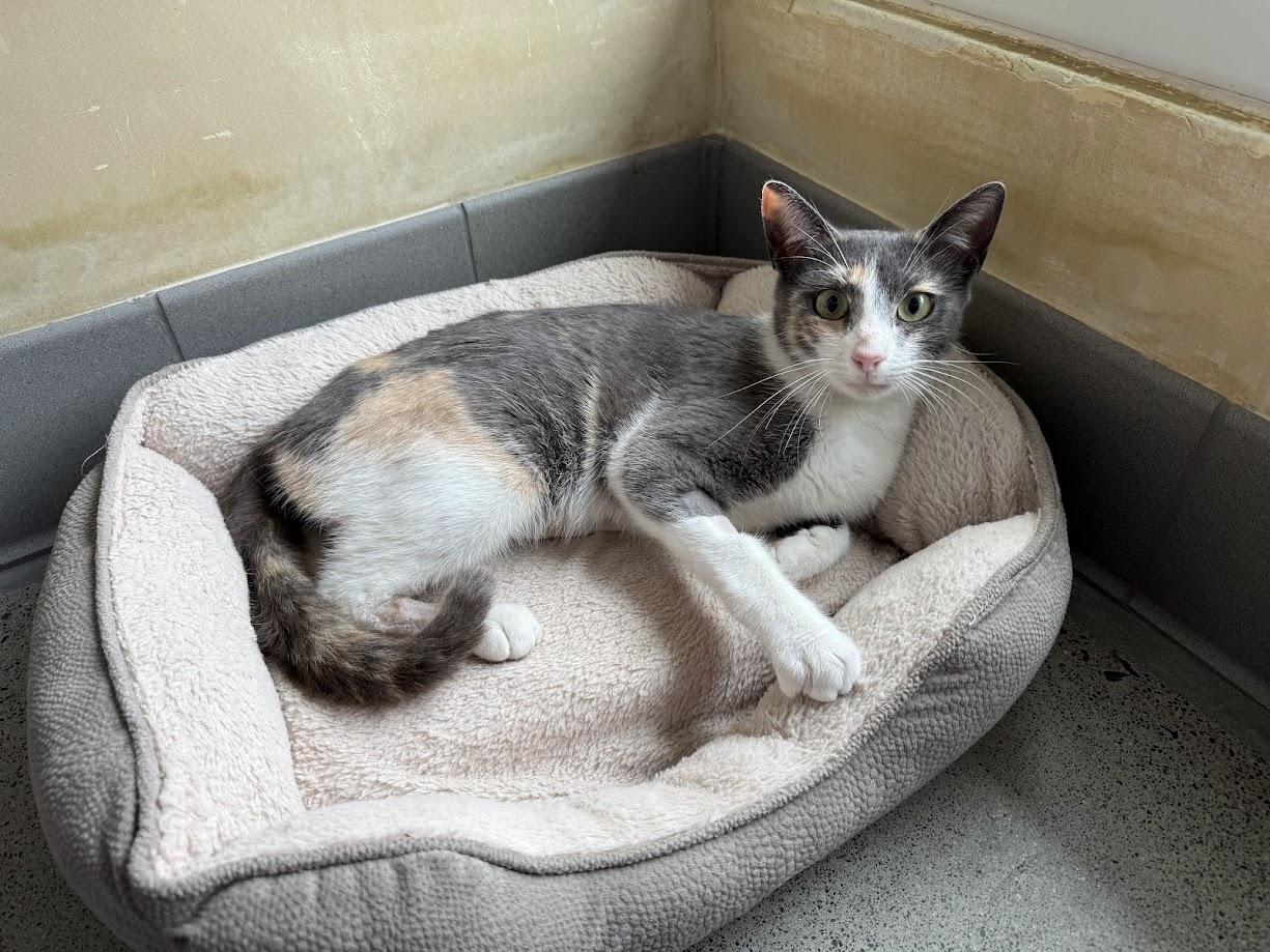 Enlarge Xanthia, an adoptable Domestic Short Hair in Berkeley, CA image 5/6