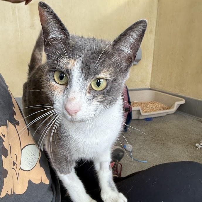 Xanthia, adoptable, Adult Female Domestic Short Hair.