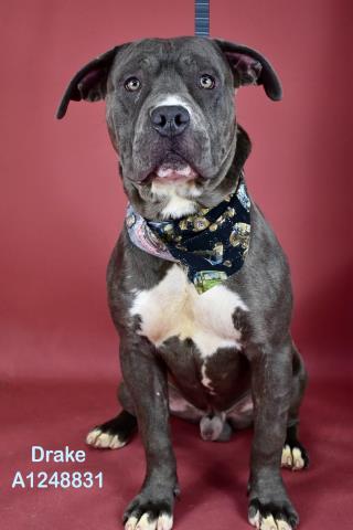 Drake - URGENT - LONGTIME RESIDENT, ADOPTABLE, Puppy Male Pit Bull Terrier.