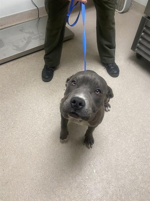 Drake - URGENT - LONGTIME RESIDENT, a ADOPTABLE Pit Bull Terrier in Thousand Oaks, CA image 2/2
