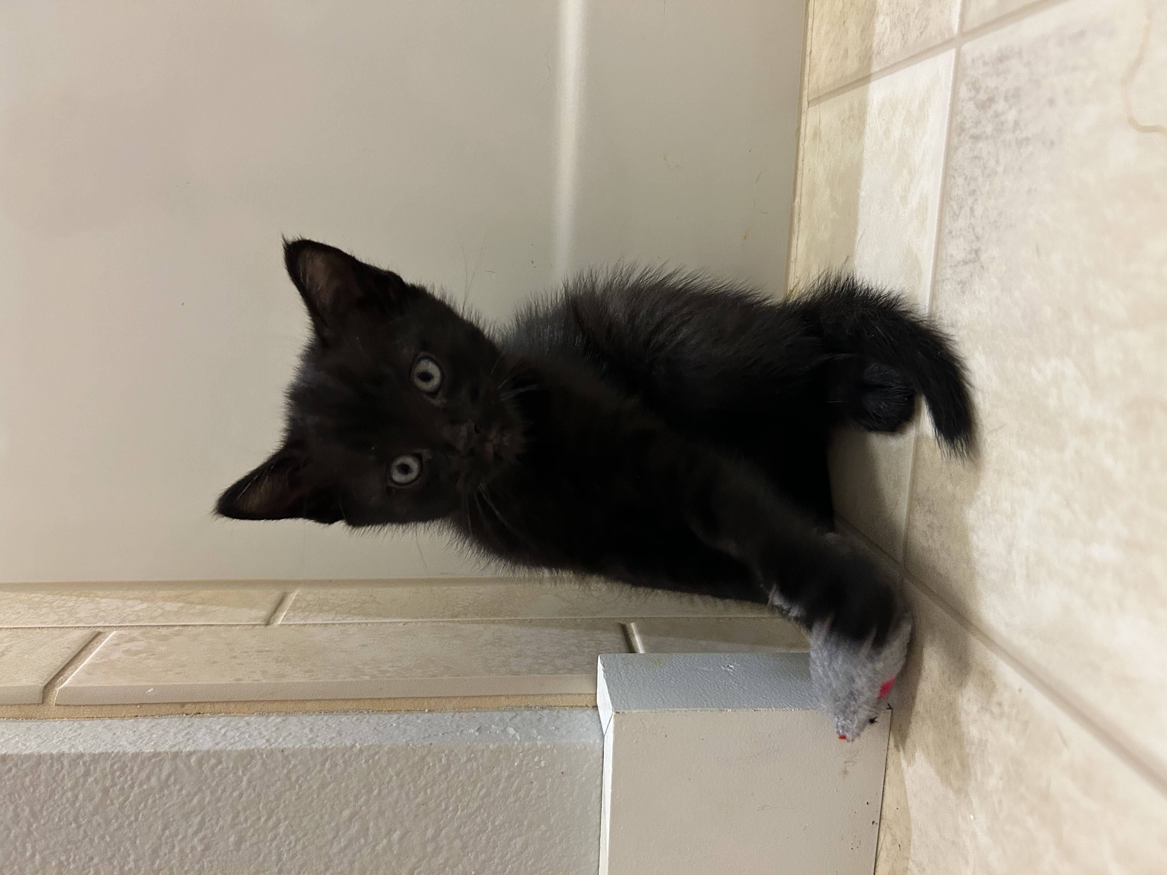 Cat for adoption Leo, a Domestic Short Hair Mix in Lake Forest Park, WA Petfinder