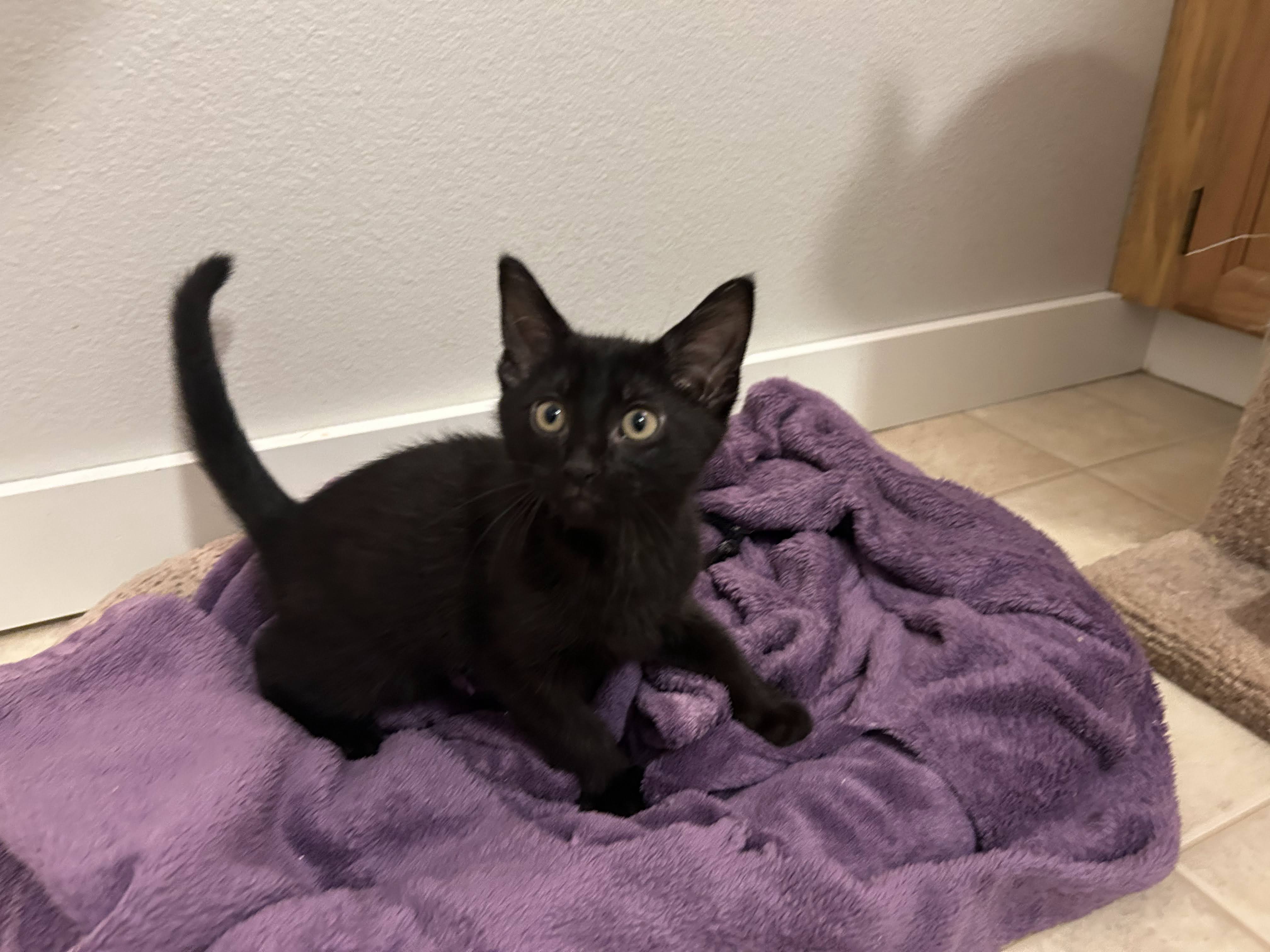Cat for adoption Leo, a Domestic Short Hair Mix in Lake Forest Park, WA Petfinder