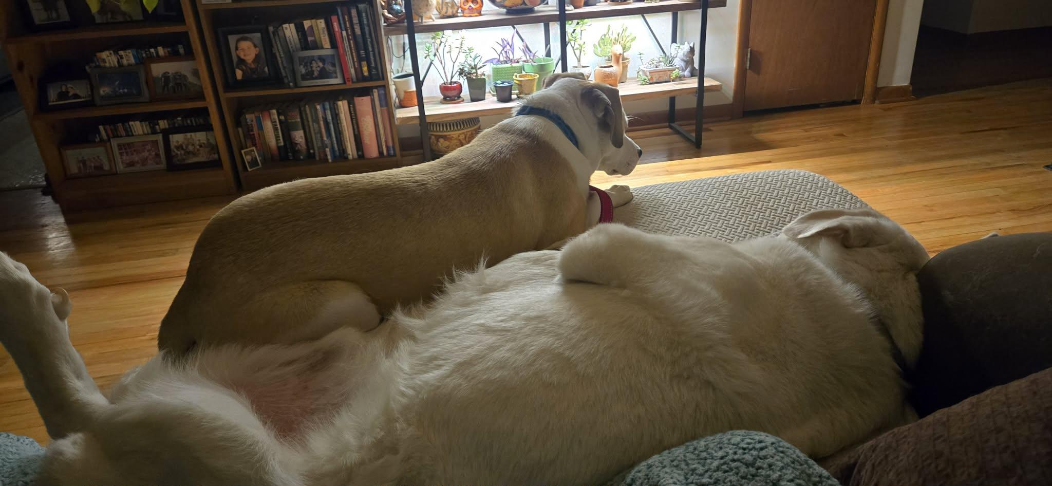 Enlarge Loverboy JAKE , a ADOPTABLE mixed breed in Blue Bell, PA image 3/5