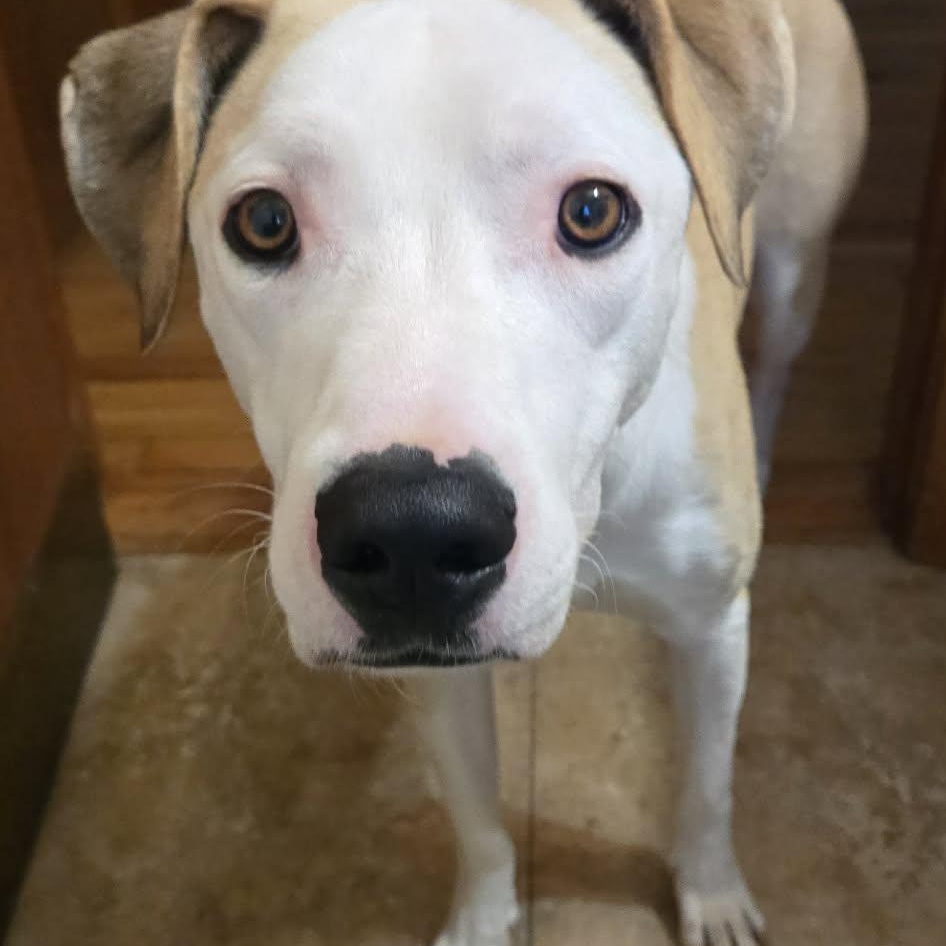 Loverboy JAKE , ADOPTABLE, Young Male Mixed Breed.