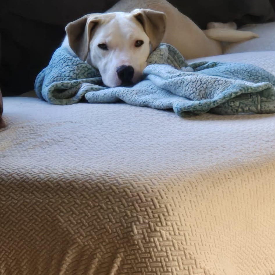 Enlarge Loverboy JAKE , a ADOPTABLE mixed breed in Blue Bell, PA image 2/5