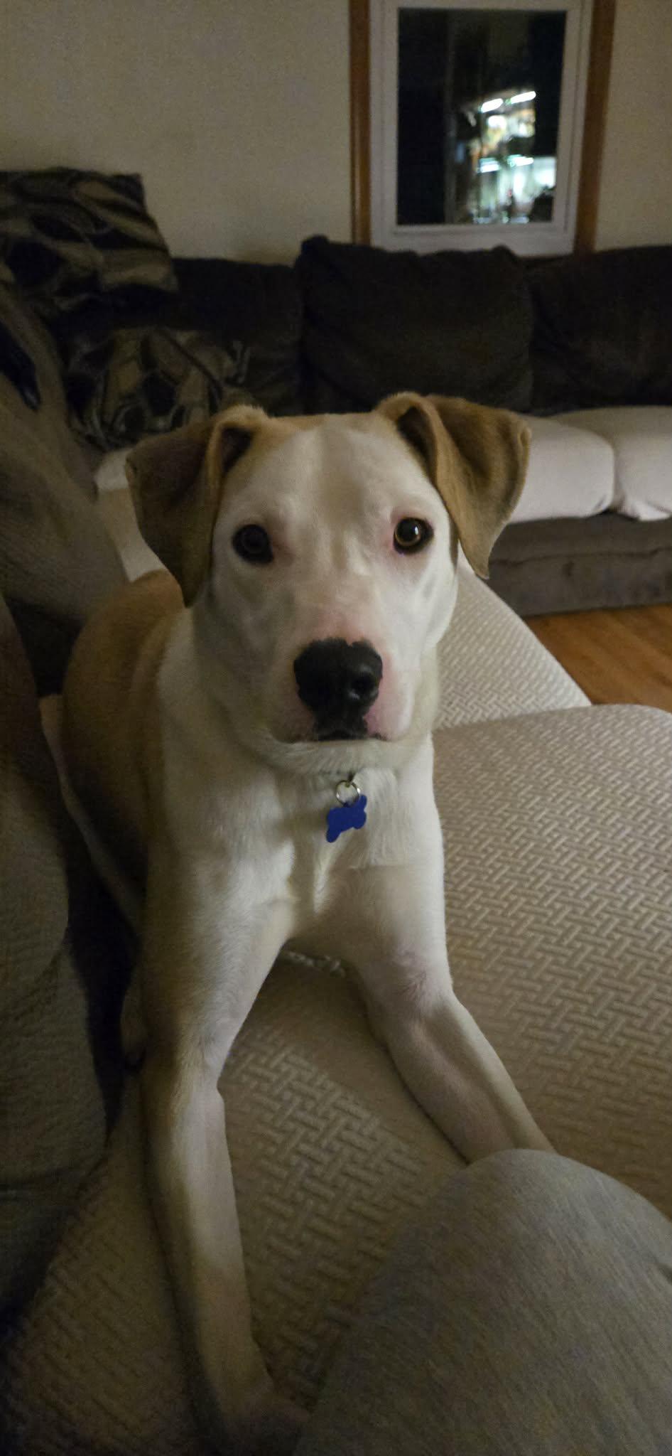 Enlarge Loverboy JAKE , a ADOPTABLE mixed breed in Blue Bell, PA image 4/5