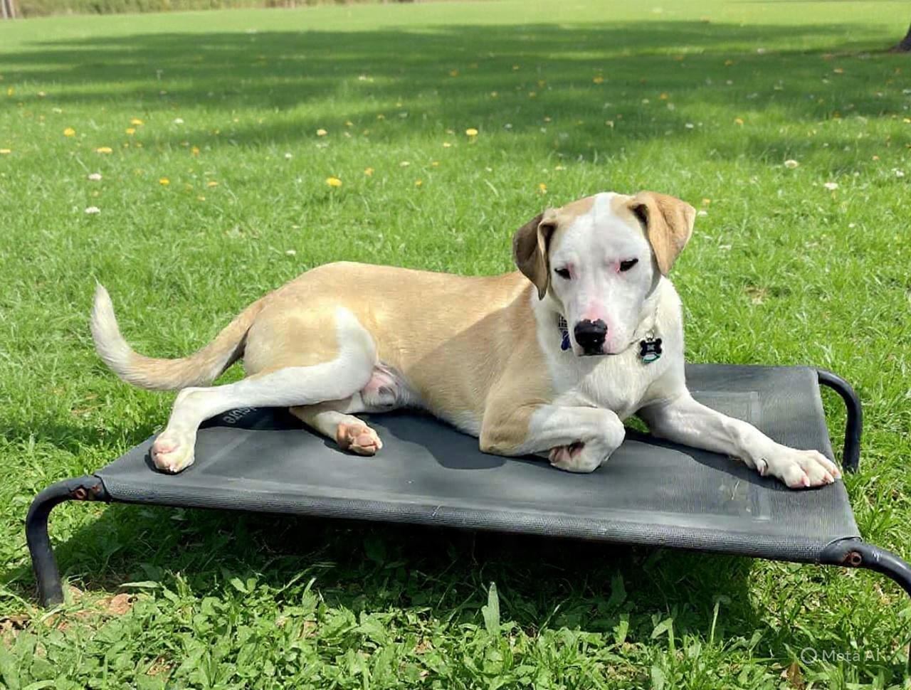 Enlarge Loverboy JAKE , a ADOPTABLE mixed breed in Blue Bell, PA image 5/5