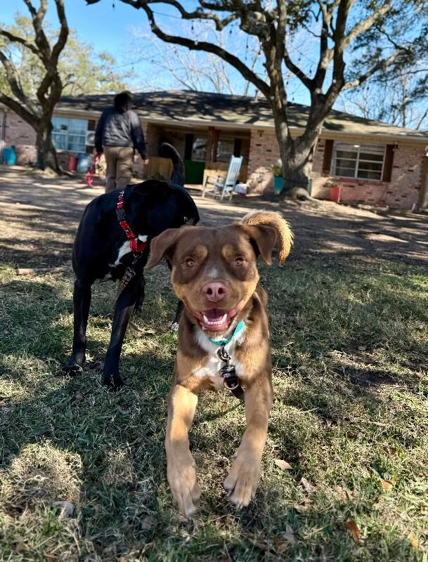 Club Scout the Ultimate Pal — thumbnail 5