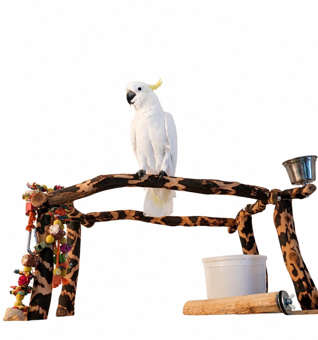 Upcoming Rascal 15 YOM Sulfur Crested Cockatoo, ADOPTABLE, Adult Male Cockatoo.