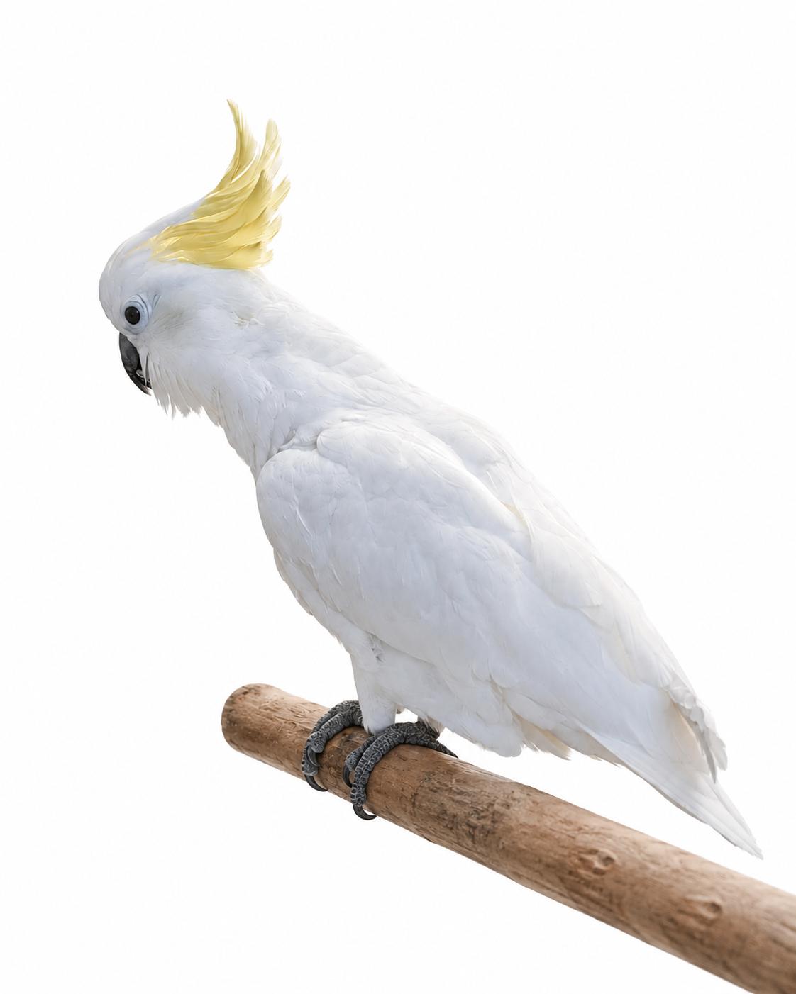 Upcoming Rascal 15 YOM Sulfur Crested Cockatoo, a ADOPTABLE Cockatoo in Vancouver, WA image 2/2