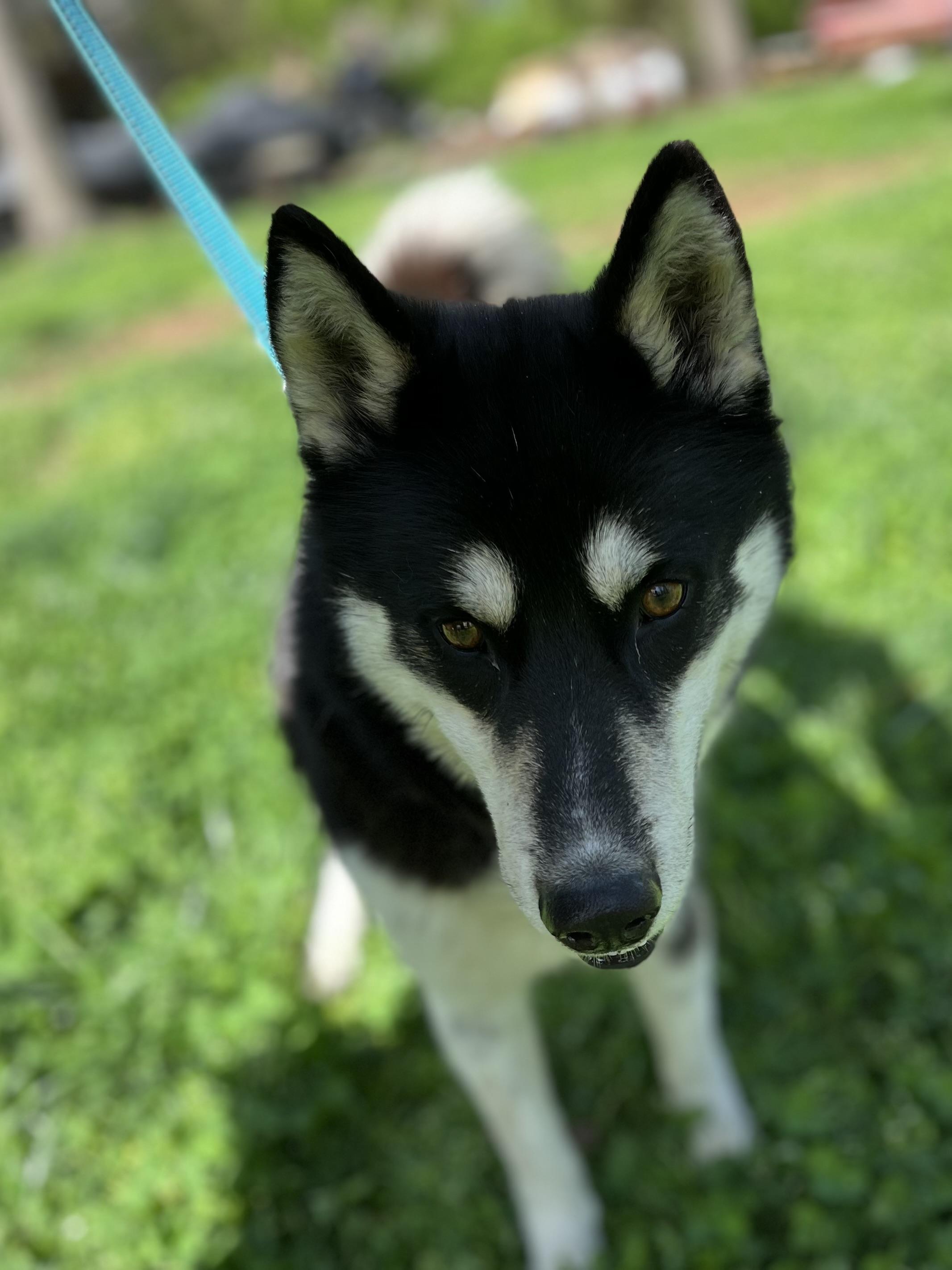 Delta, a Adoptable mixed breed in Rock Hill, SC image 2/4