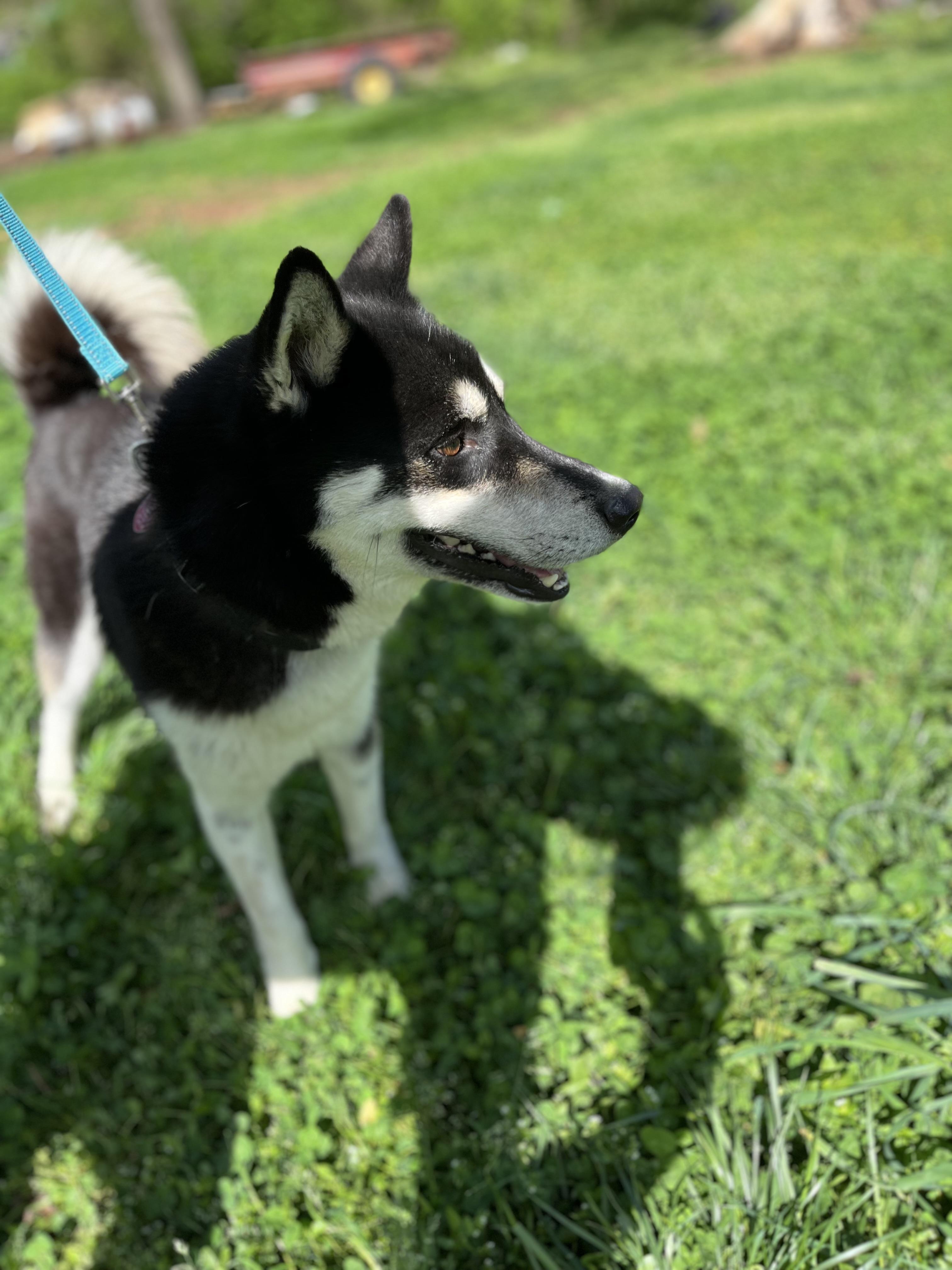 Delta, a Adoptable mixed breed in Rock Hill, SC image 3/4