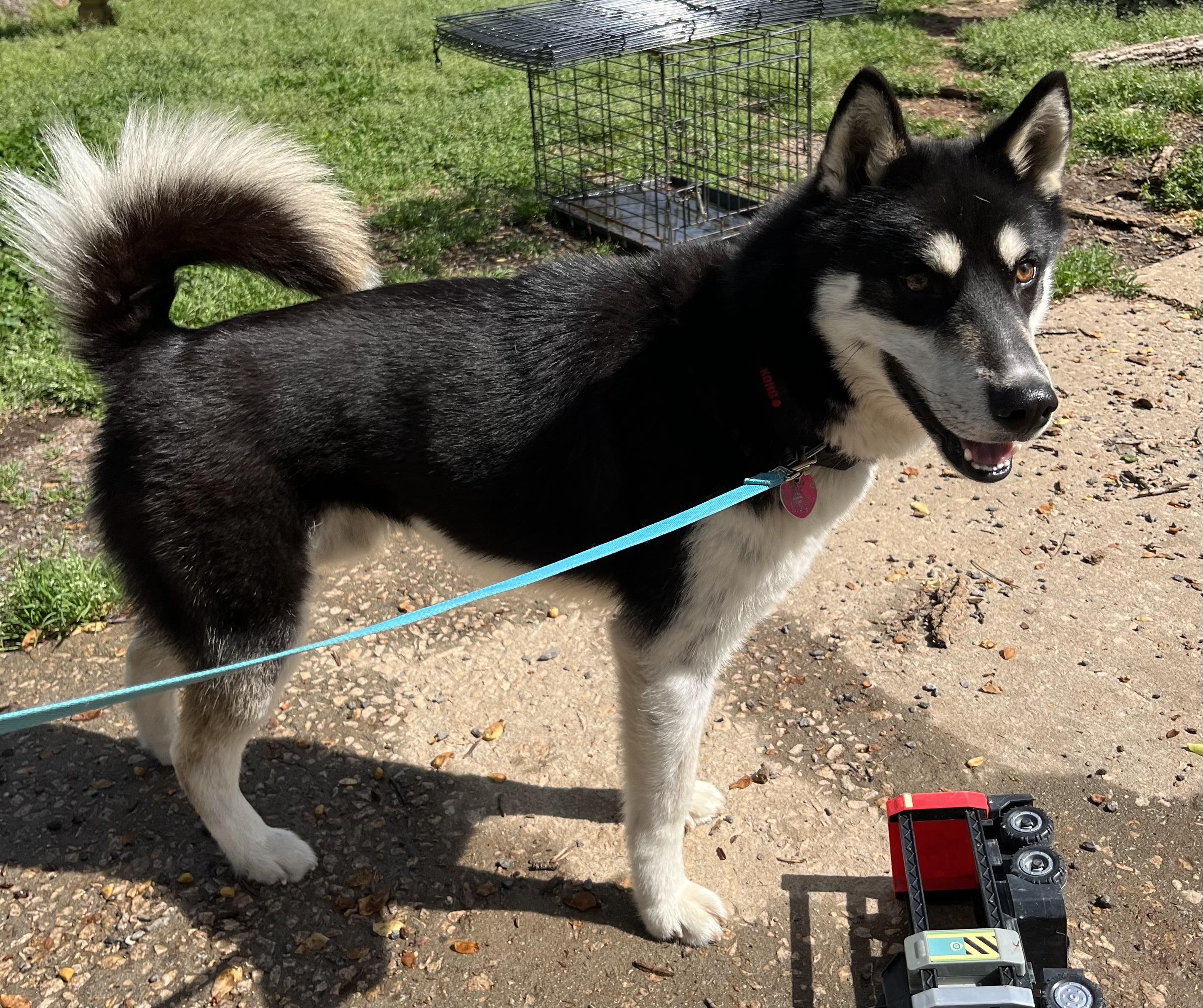 Delta, a Adoptable mixed breed in Rock Hill, SC image 4/4