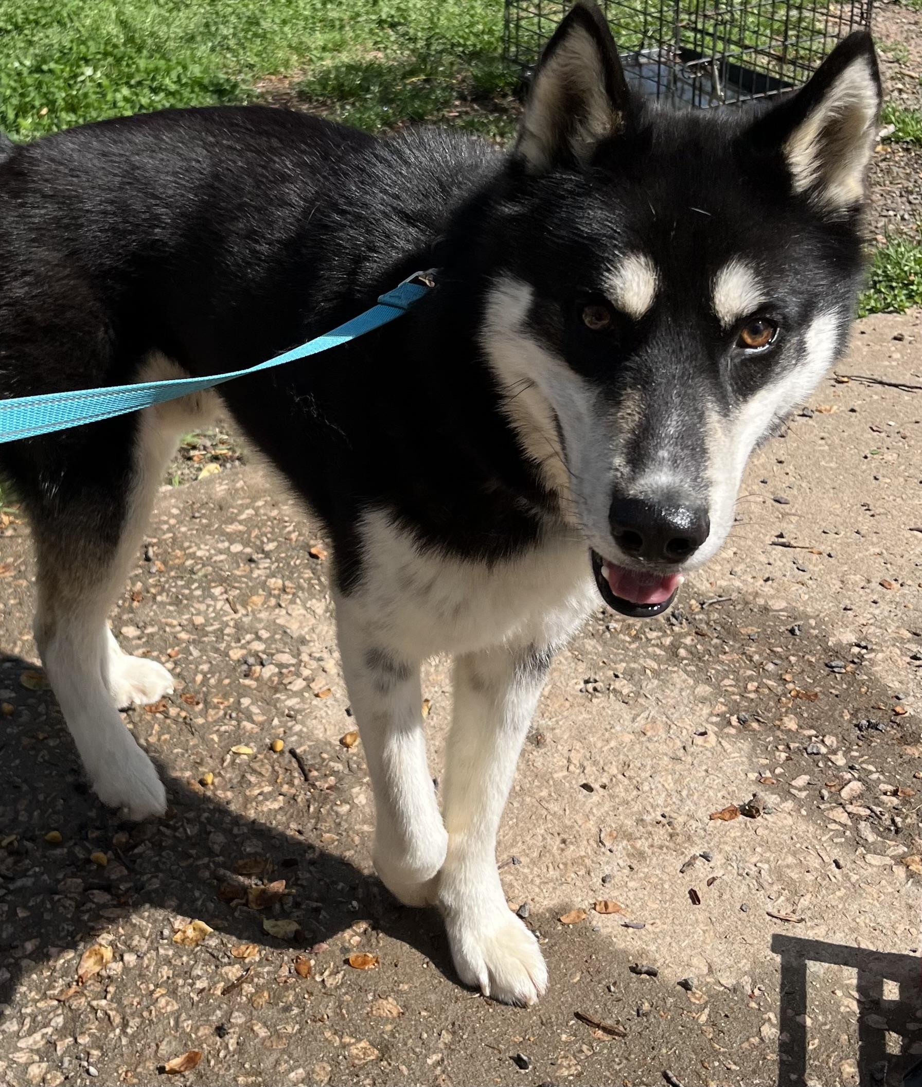Delta, Adoptable, Adult Male Siberian Husky & Spitz.
