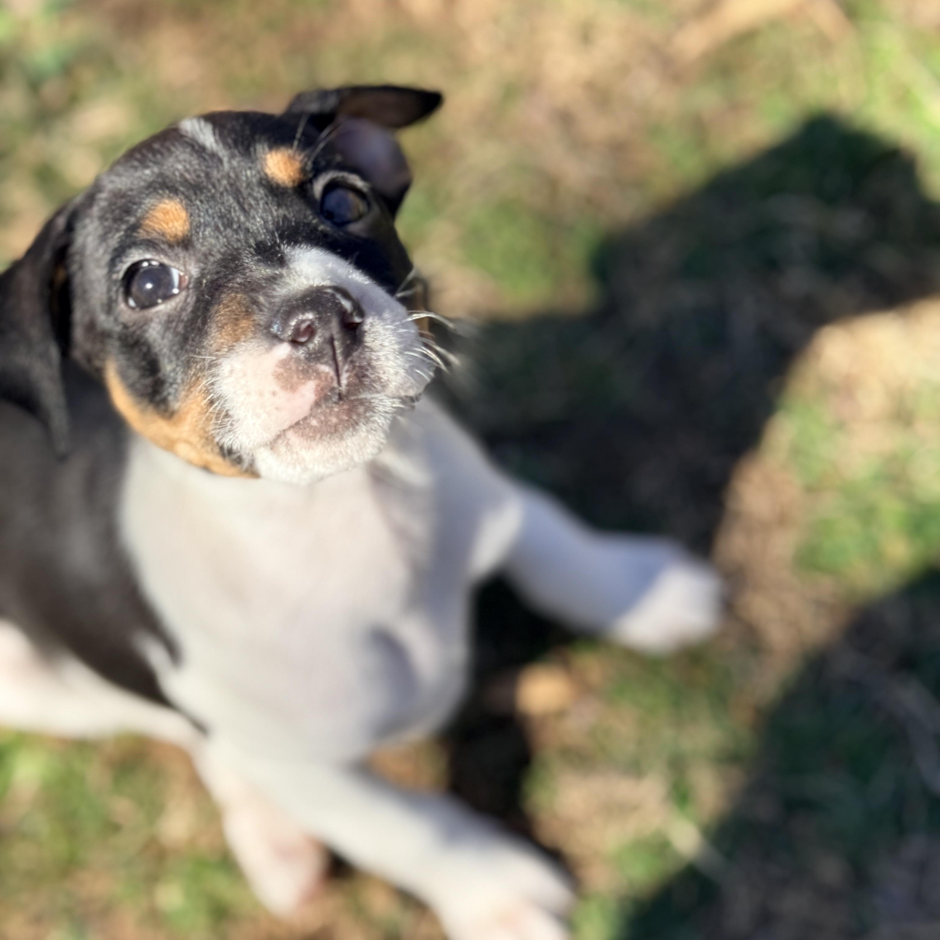 Enlarge Cashewie , an adopted mixed breed in Columbia, MD image 4/6