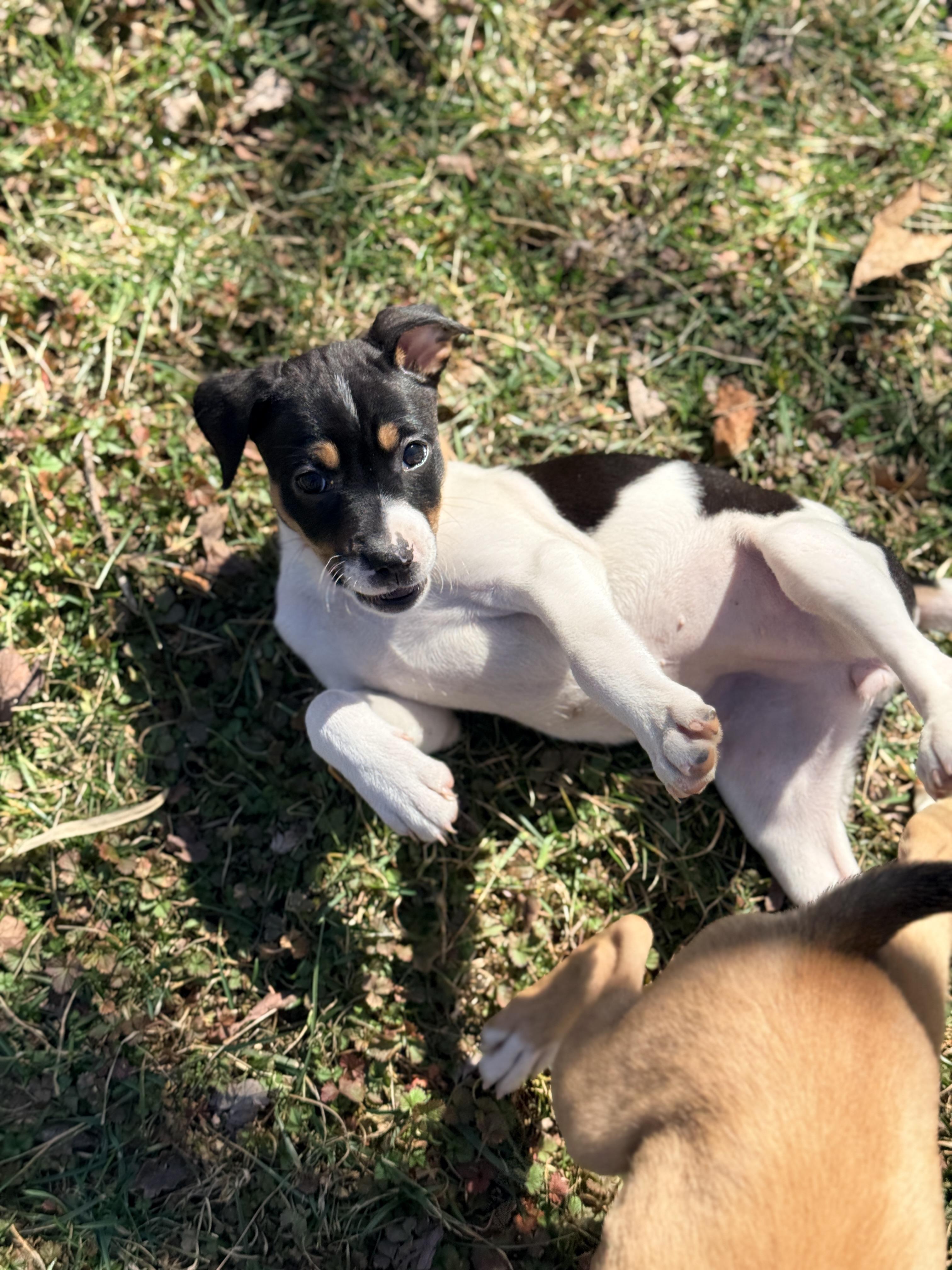 Enlarge Cashewie , an adopted mixed breed in Columbia, MD image 5/6