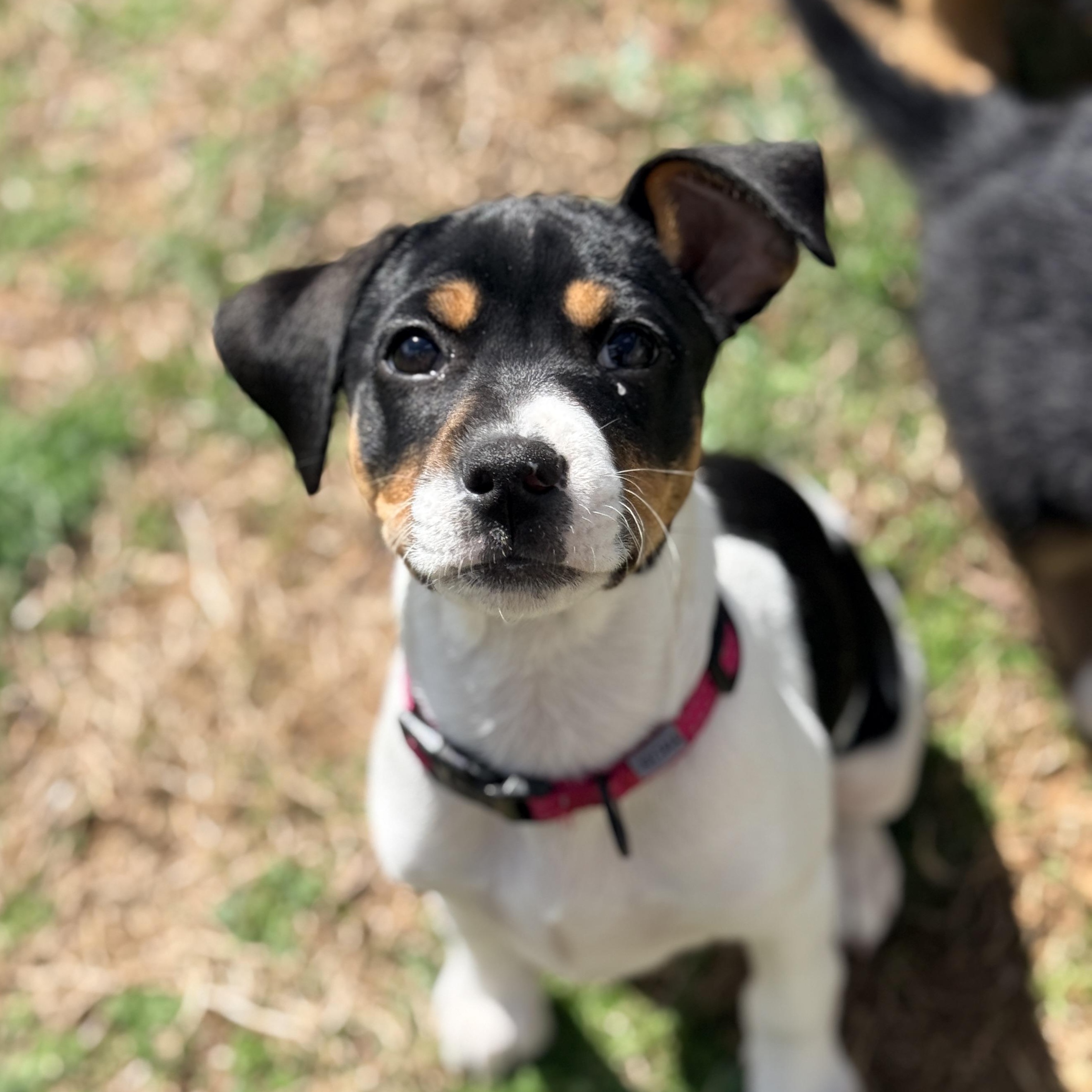 Enlarge Cashewie , an adopted mixed breed in Columbia, MD image 1/6