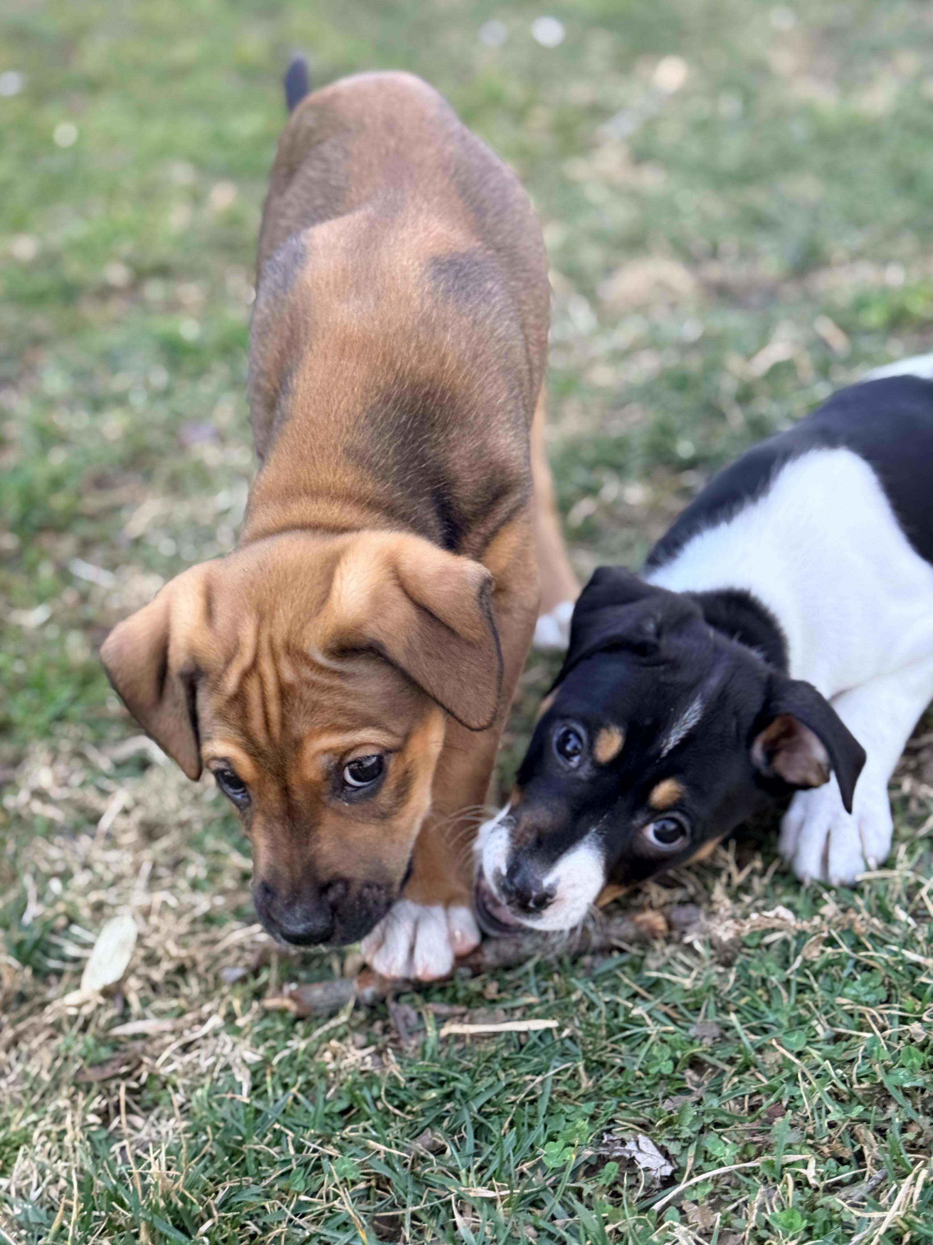 Enlarge Cashewie , an adopted mixed breed in Columbia, MD image 3/6
