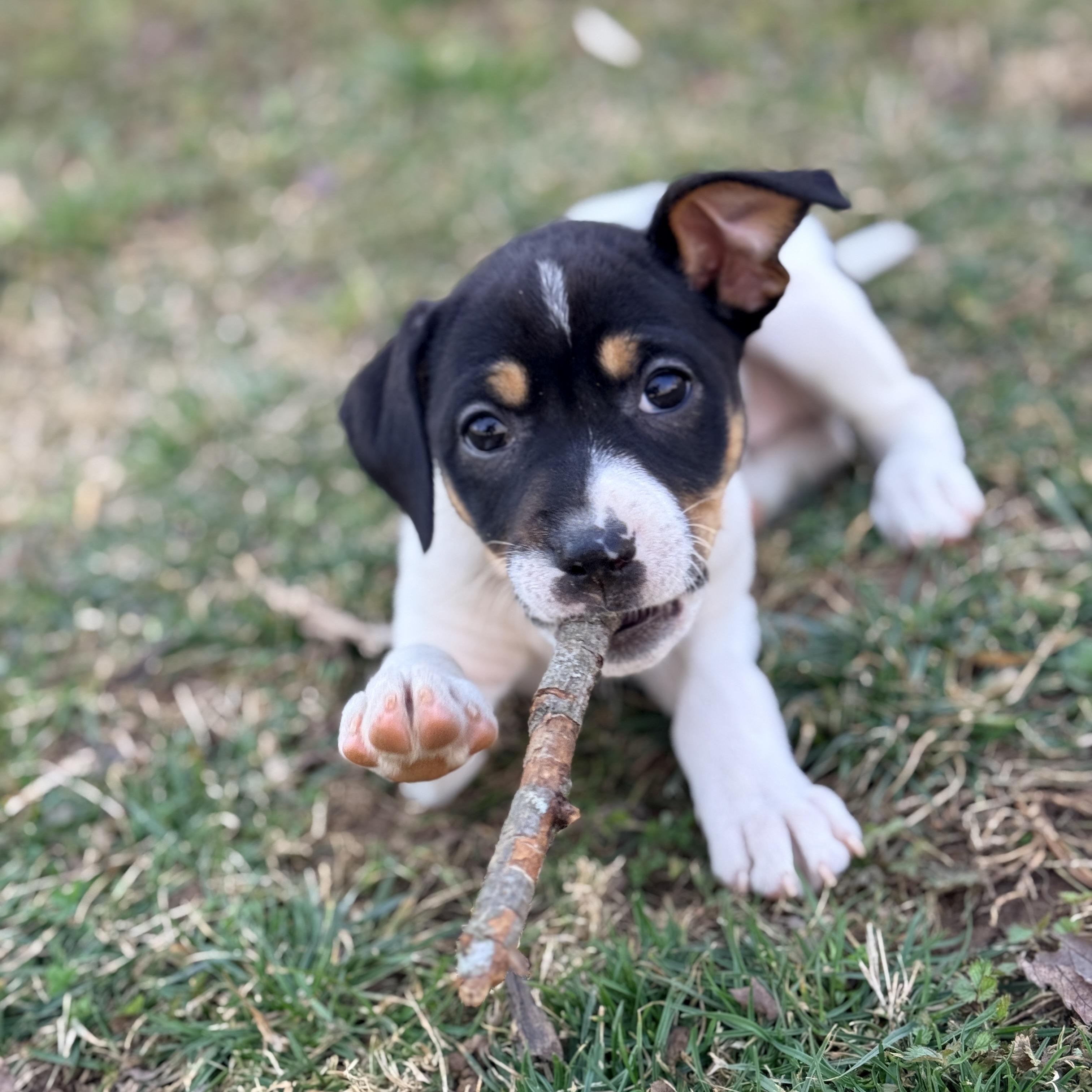 Enlarge Cashewie , an adopted mixed breed in Columbia, MD image 2/6