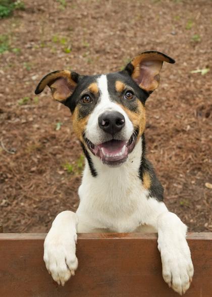 Enlarge Pozole 57529, a Adoptable mixed breed in Aiken, SC image 1/3