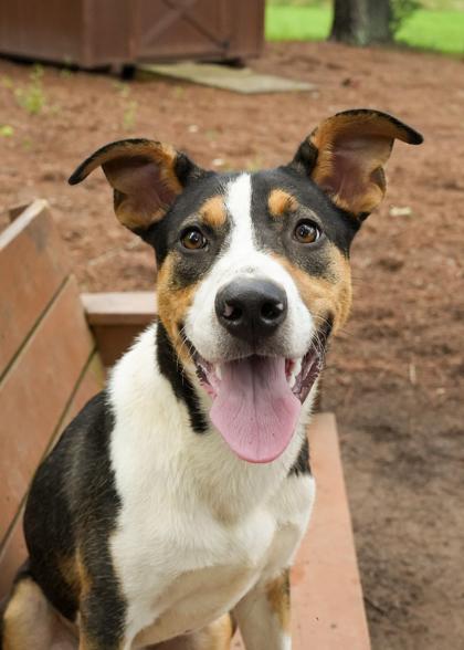 Enlarge Pozole 57529, a Adoptable mixed breed in Aiken, SC image 2/3