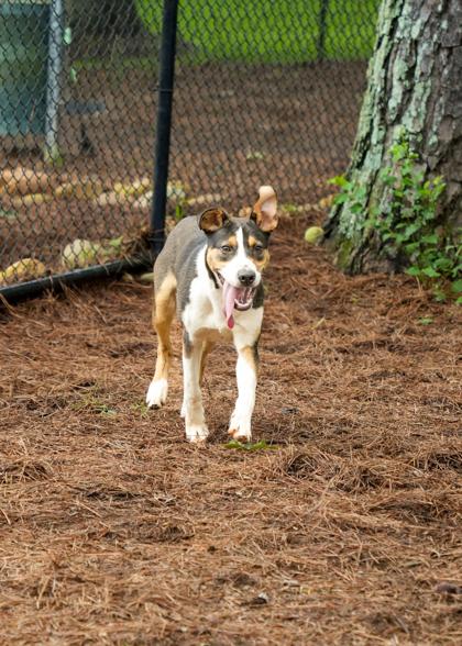 Enlarge Pozole 57529, a Adoptable mixed breed in Aiken, SC image 3/3
