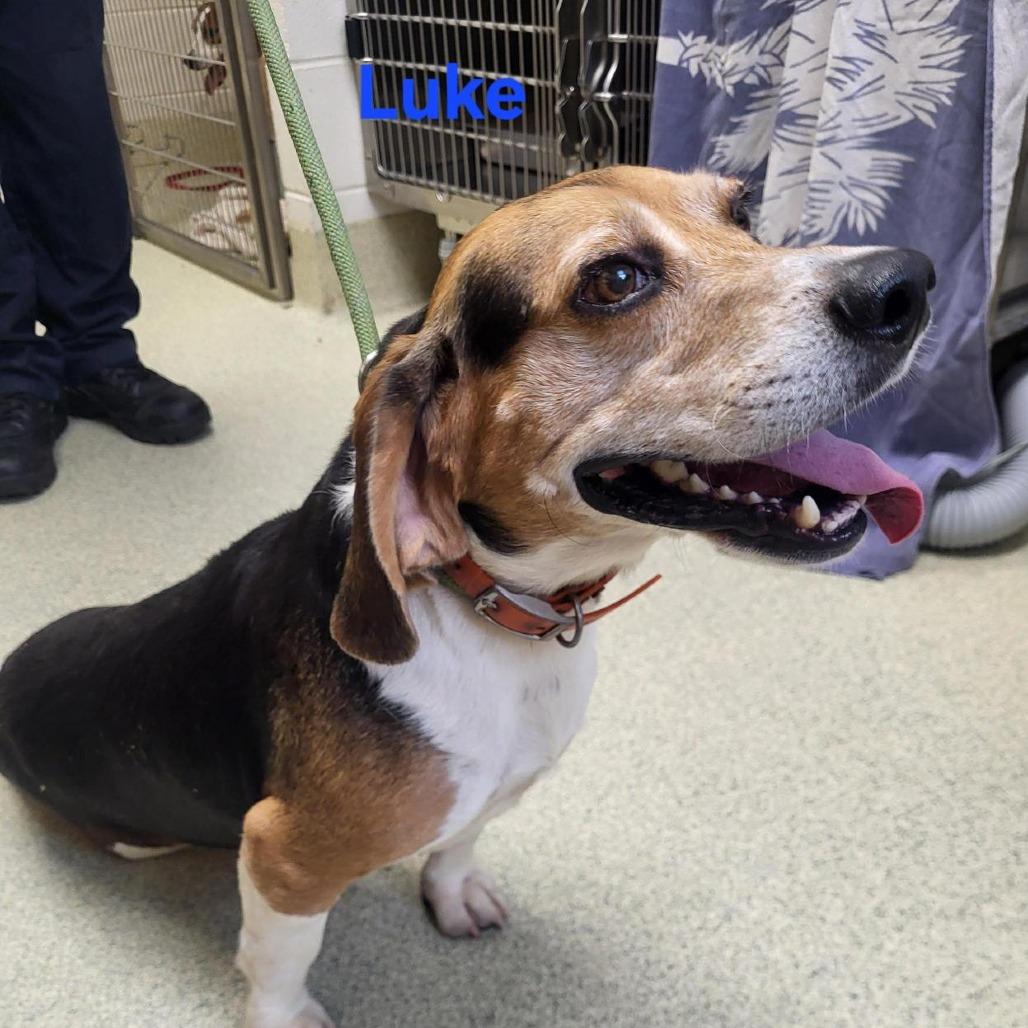 Enlarge Luke, a Adoptable Beagle in Windsor, VA image 1/1