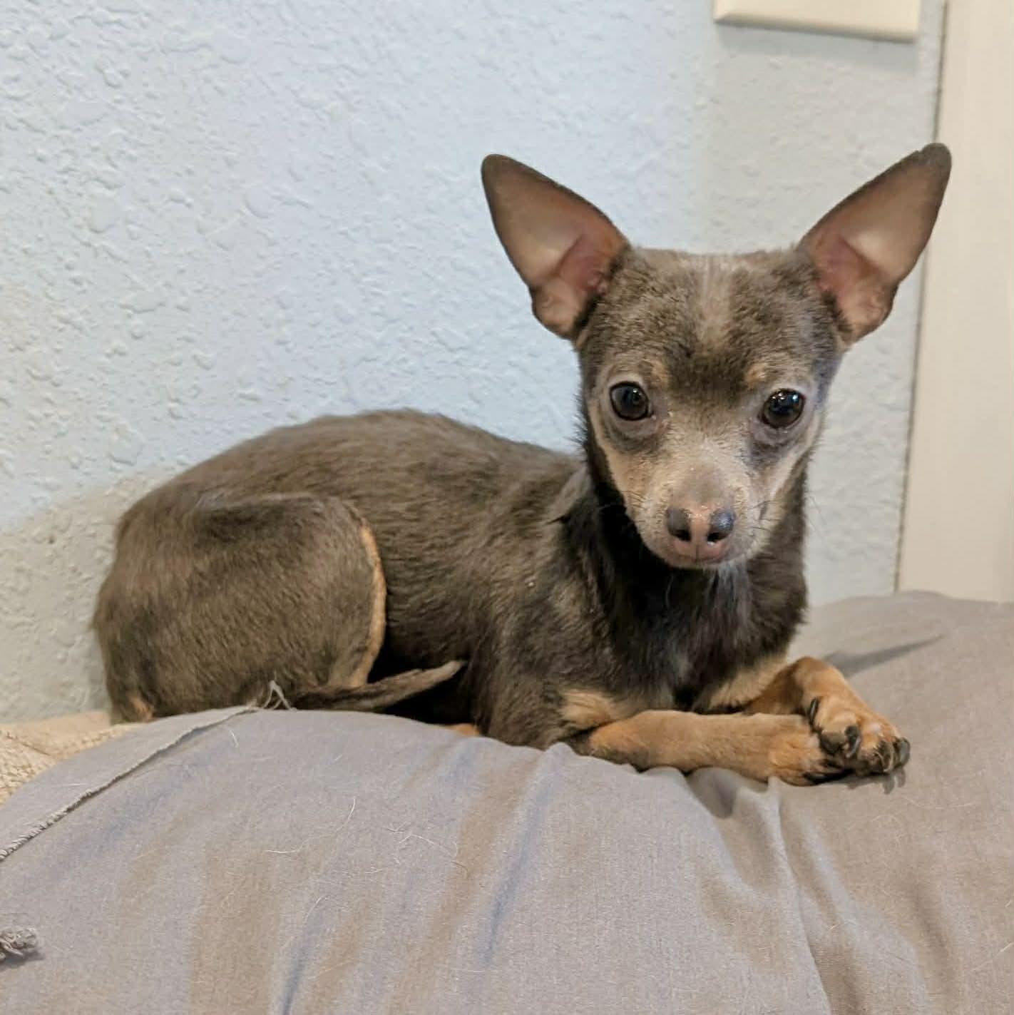 Enlarge Soup, an adopted mixed breed in Boulder, CO image 3/6