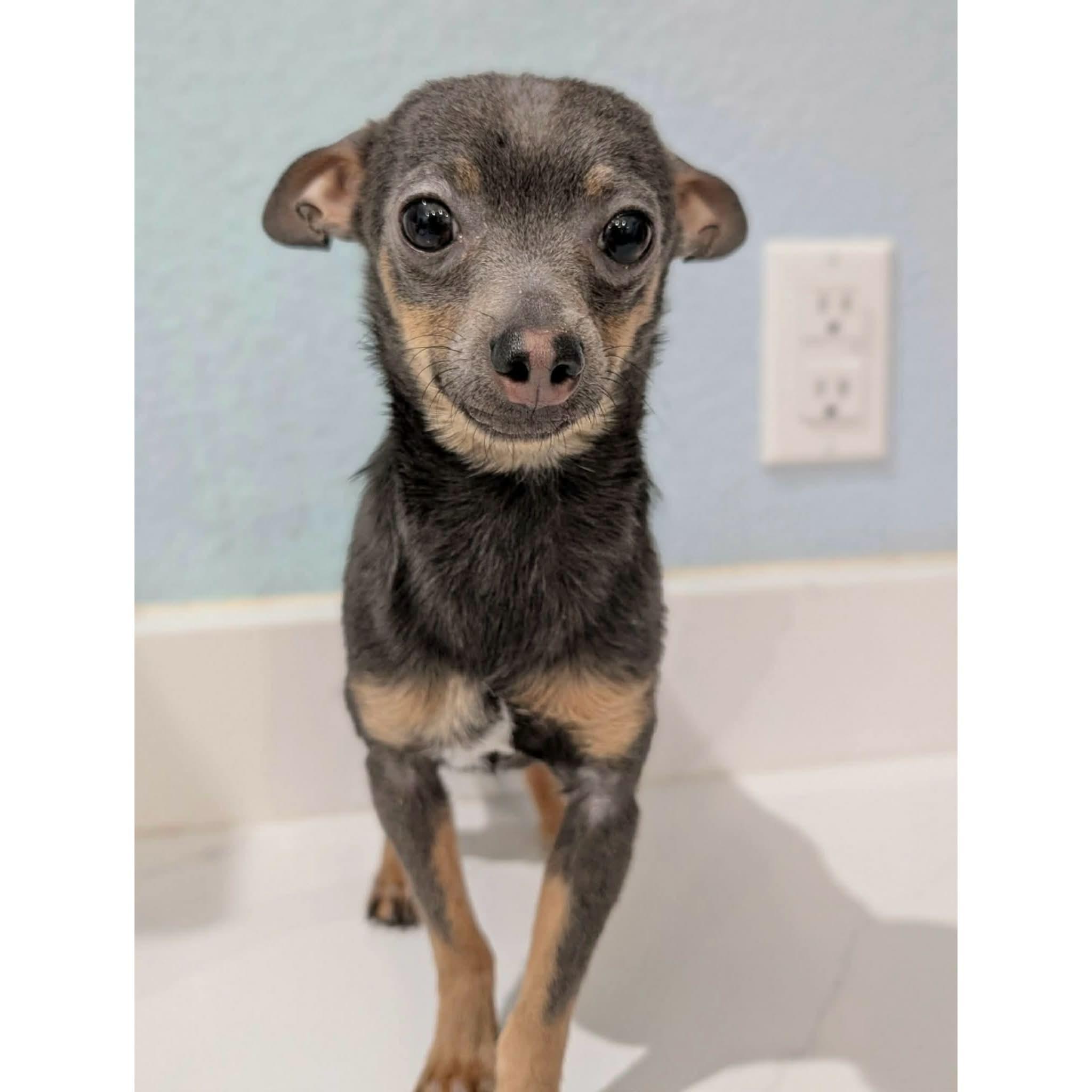 Enlarge Soup, an adopted mixed breed in Boulder, CO image 1/6