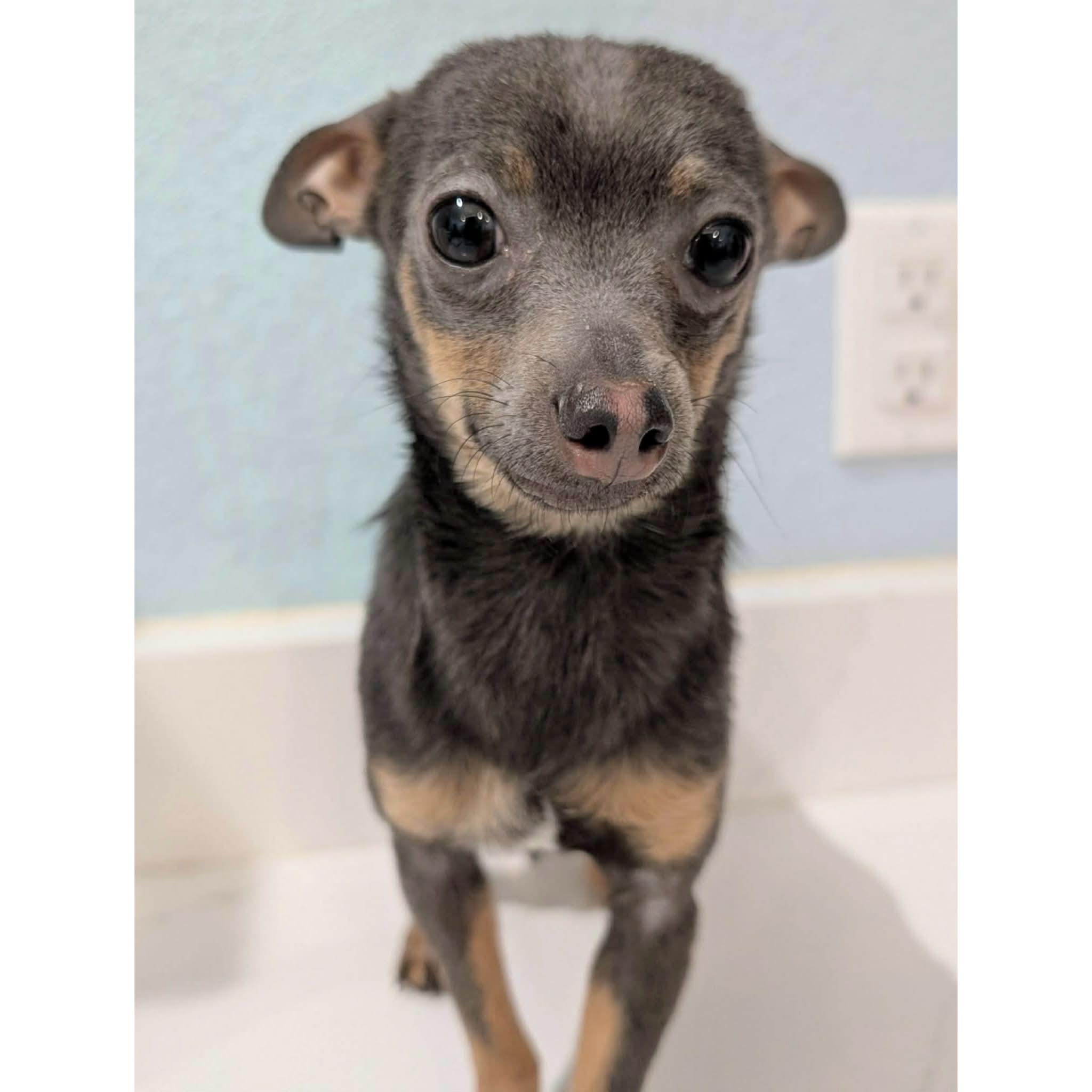 Enlarge Soup, an adopted mixed breed in Boulder, CO image 5/6