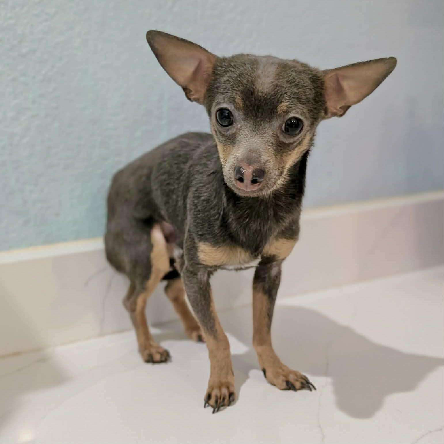 Enlarge Soup, an adopted mixed breed in Boulder, CO image 4/6