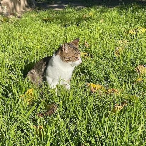 Baby Boy, a Adoptable Domestic Short Hair in Moreno Valley, CA image 2/4