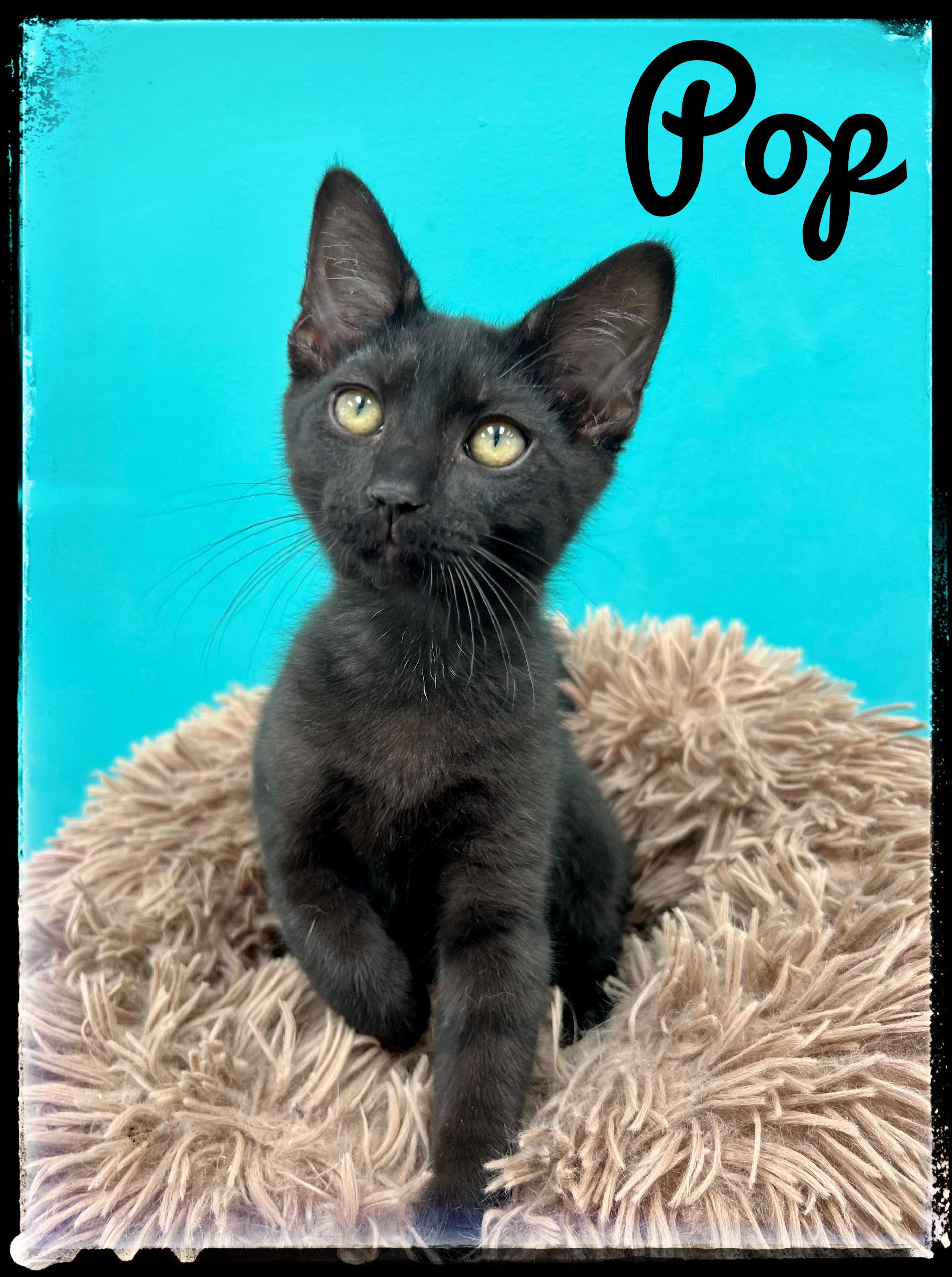 Pop, Adoptable, Kitten Male Domestic Short Hair.