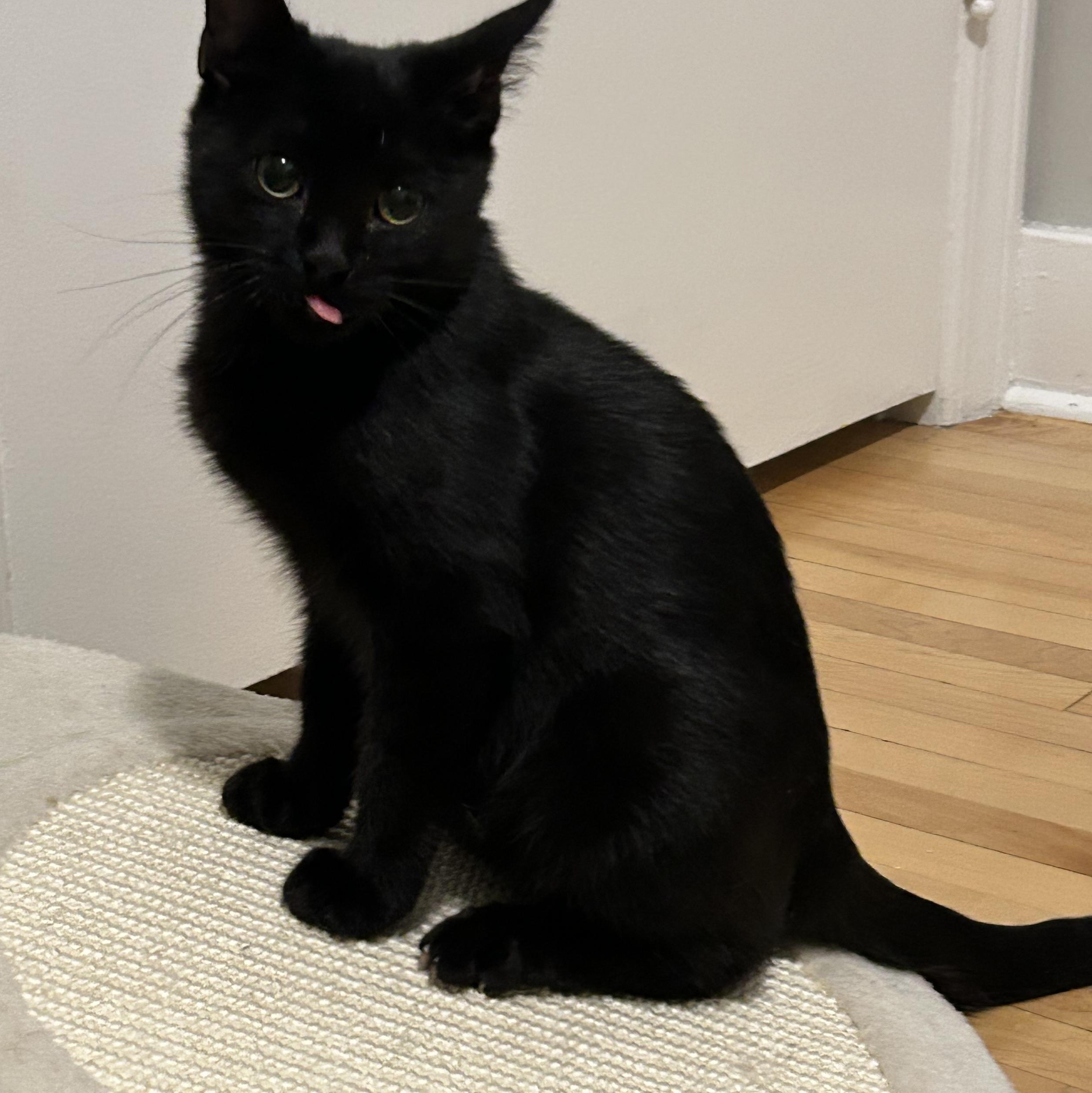 Enlarge Solstice, a Adoptable Domestic Short Hair in Winnipeg, MB image 5/5
