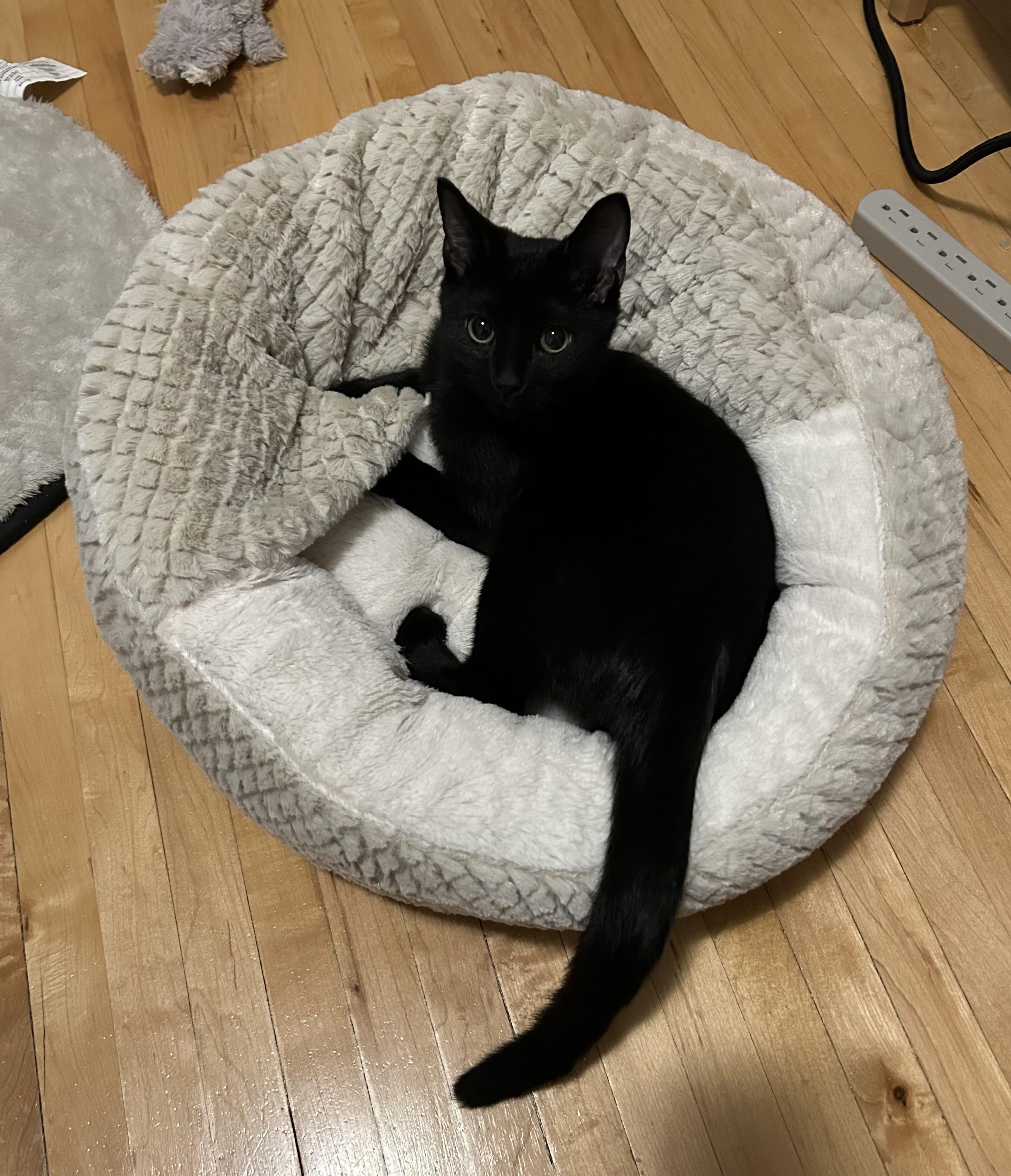 Enlarge Solstice, a Adoptable Domestic Short Hair in Winnipeg, MB image 3/5