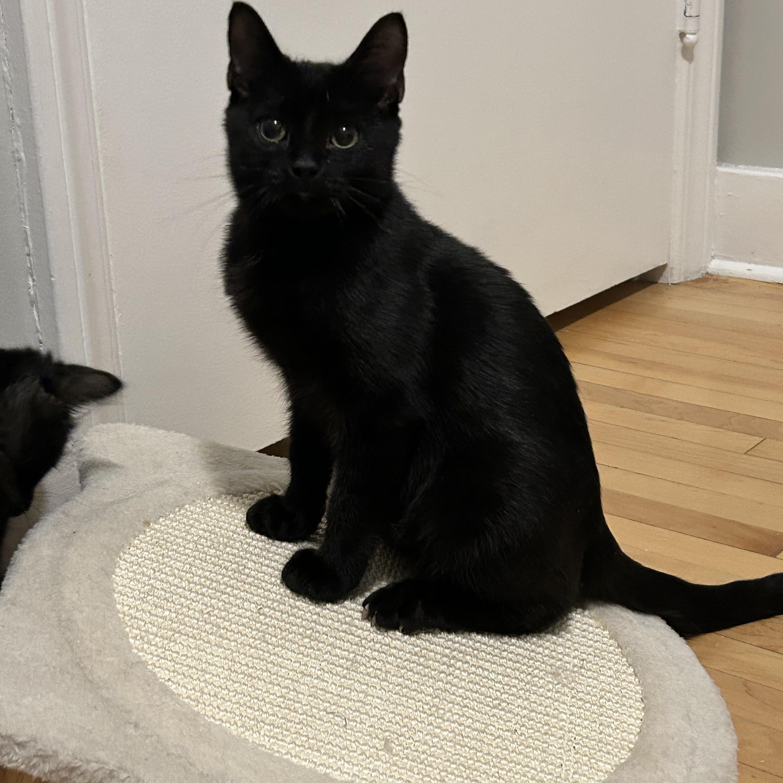 Enlarge Solstice, a Adoptable Domestic Short Hair in Winnipeg, MB image 1/5