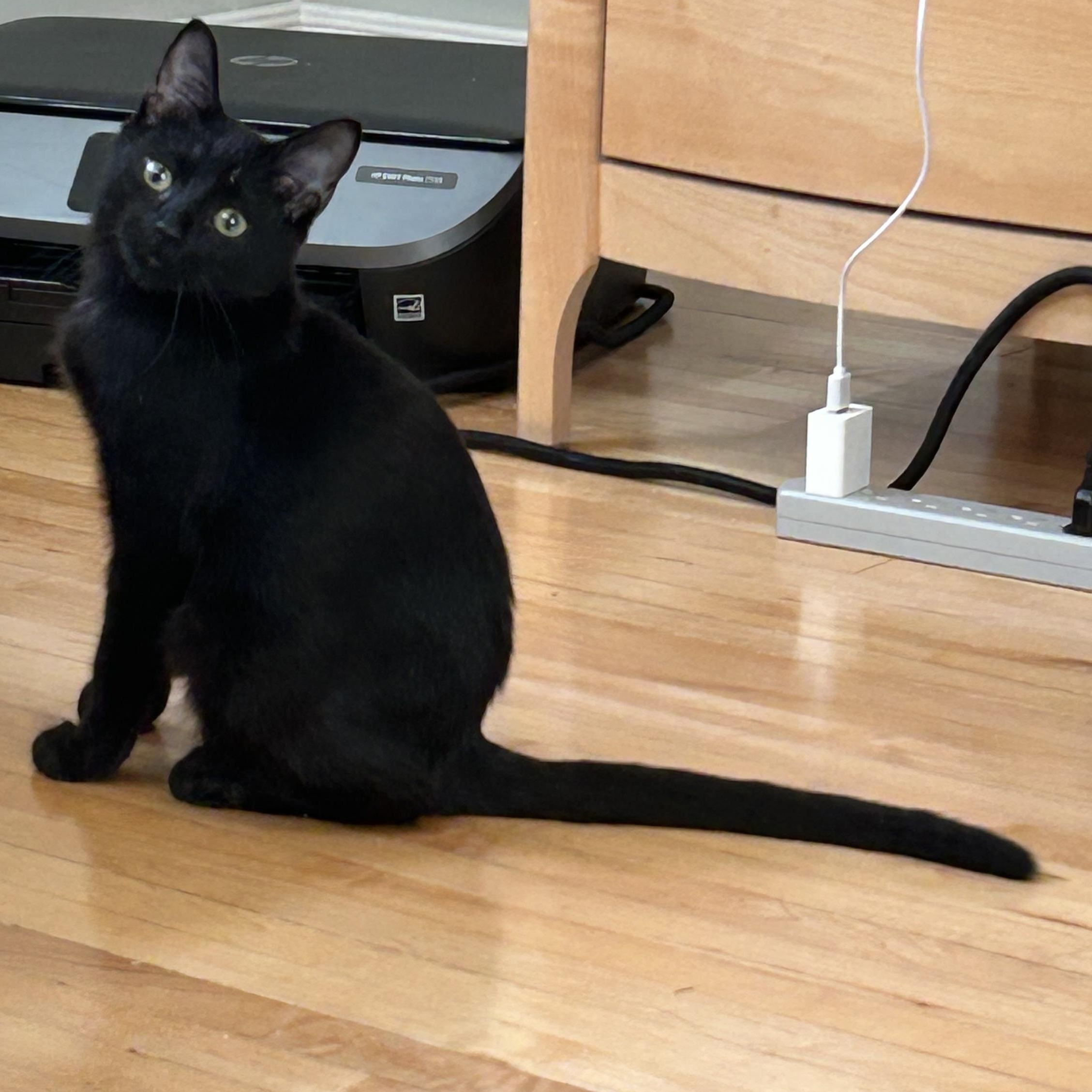 Enlarge Solstice, a Adoptable Domestic Short Hair in Winnipeg, MB image 4/5