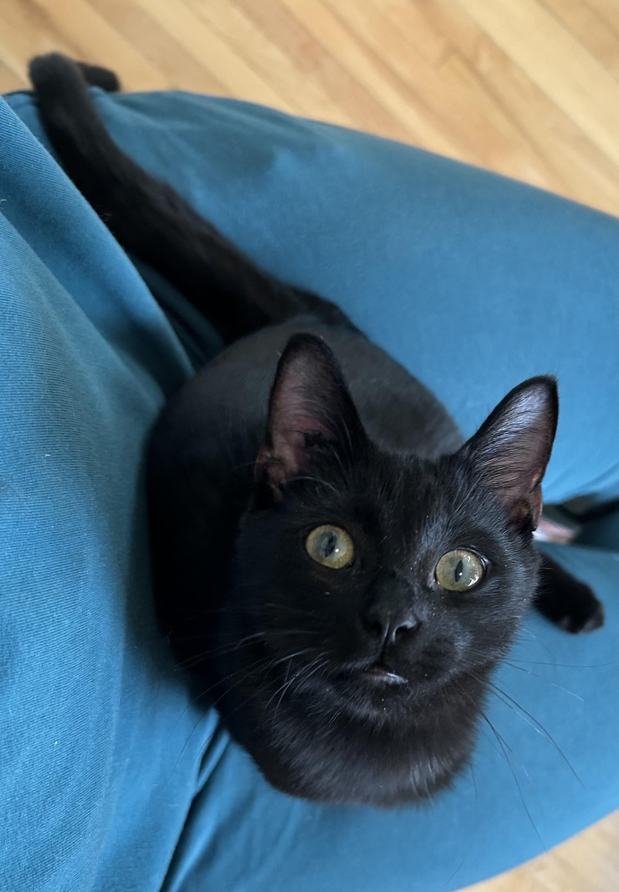 Enlarge Solstice, a Adoptable Domestic Short Hair in Winnipeg, MB image 2/5