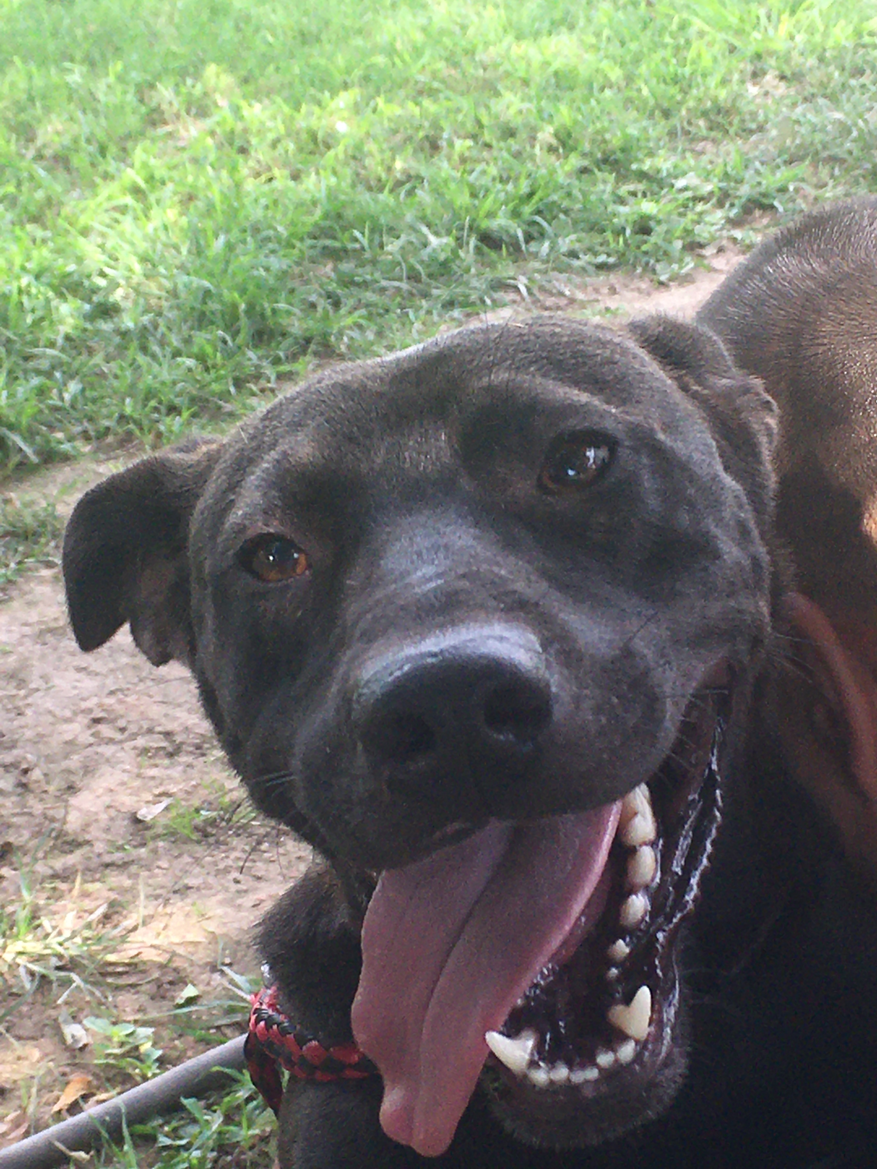 Bear, a Adoptable mixed breed in Henrietta, TX image 1/3