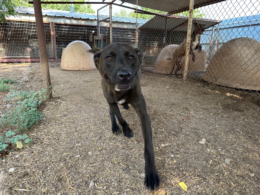 Bear, a Adoptable mixed breed in Henrietta, TX image 3/3