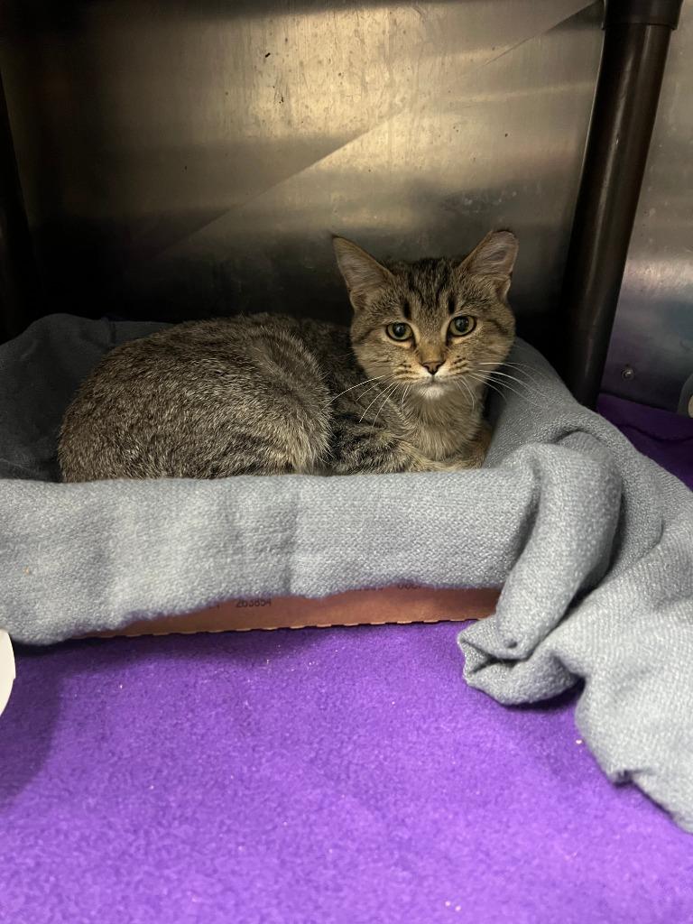First Star I See Tonight - Indoor/Outdoor Barn Cat, Adoptable, Kitten Female Domestic Short Hair.