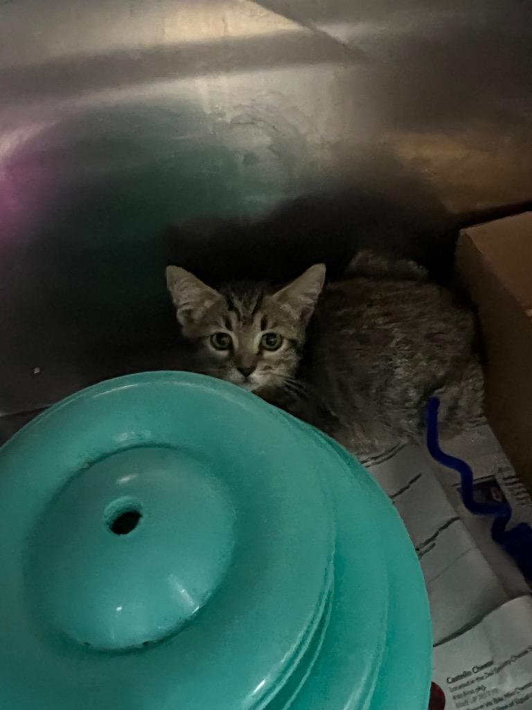 Enlarge First Star I See Tonight - Indoor/Outdoor Barn Cat, a Adoptable mixed breed in Chickamauga , GA image 2/5