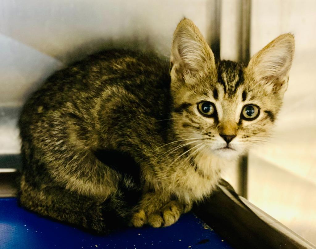Enlarge First Star I See Tonight - Indoor/Outdoor Barn Cat, a Adoptable mixed breed in Chickamauga , GA image 3/5