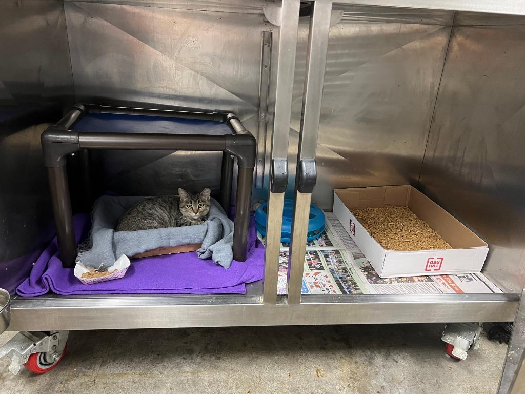 Enlarge First Star I See Tonight - Indoor/Outdoor Barn Cat, a Adoptable mixed breed in Chickamauga , GA image 4/5