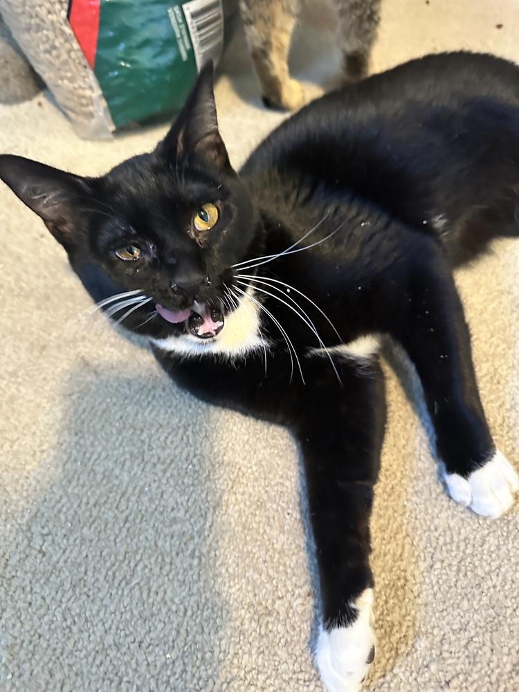 Enlarge Larie, a Adoptable Domestic Short Hair in Albany, WI image 1/2