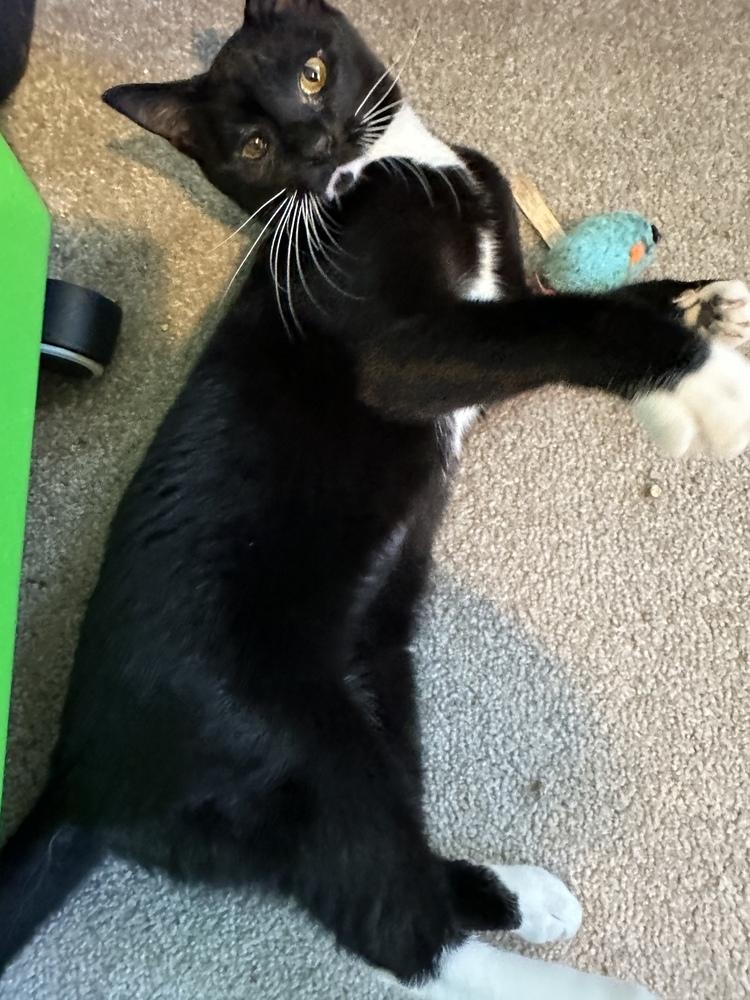 Enlarge Larie, a Adoptable Domestic Short Hair in Albany, WI image 2/2